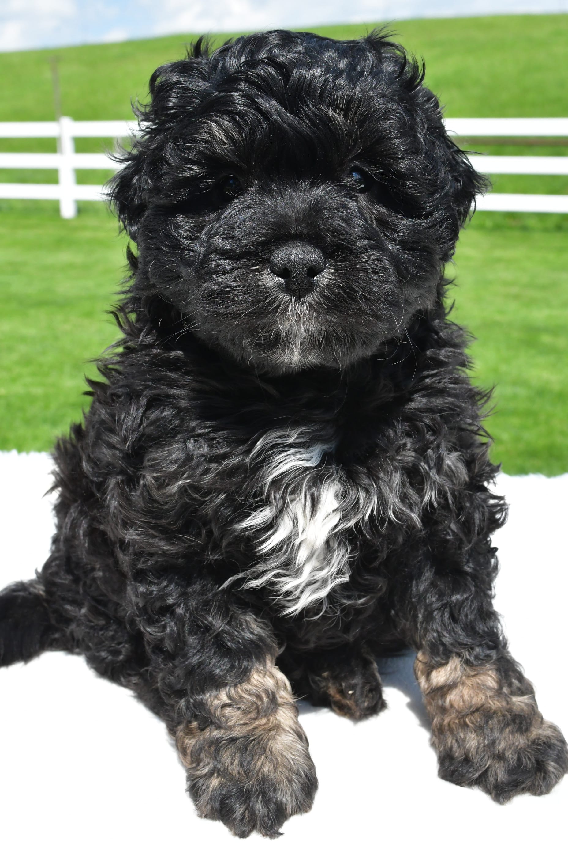 Zachery – Miniature Bernedoodle, Miniature Aussiedoodle puppy for sale in Dundee, OH