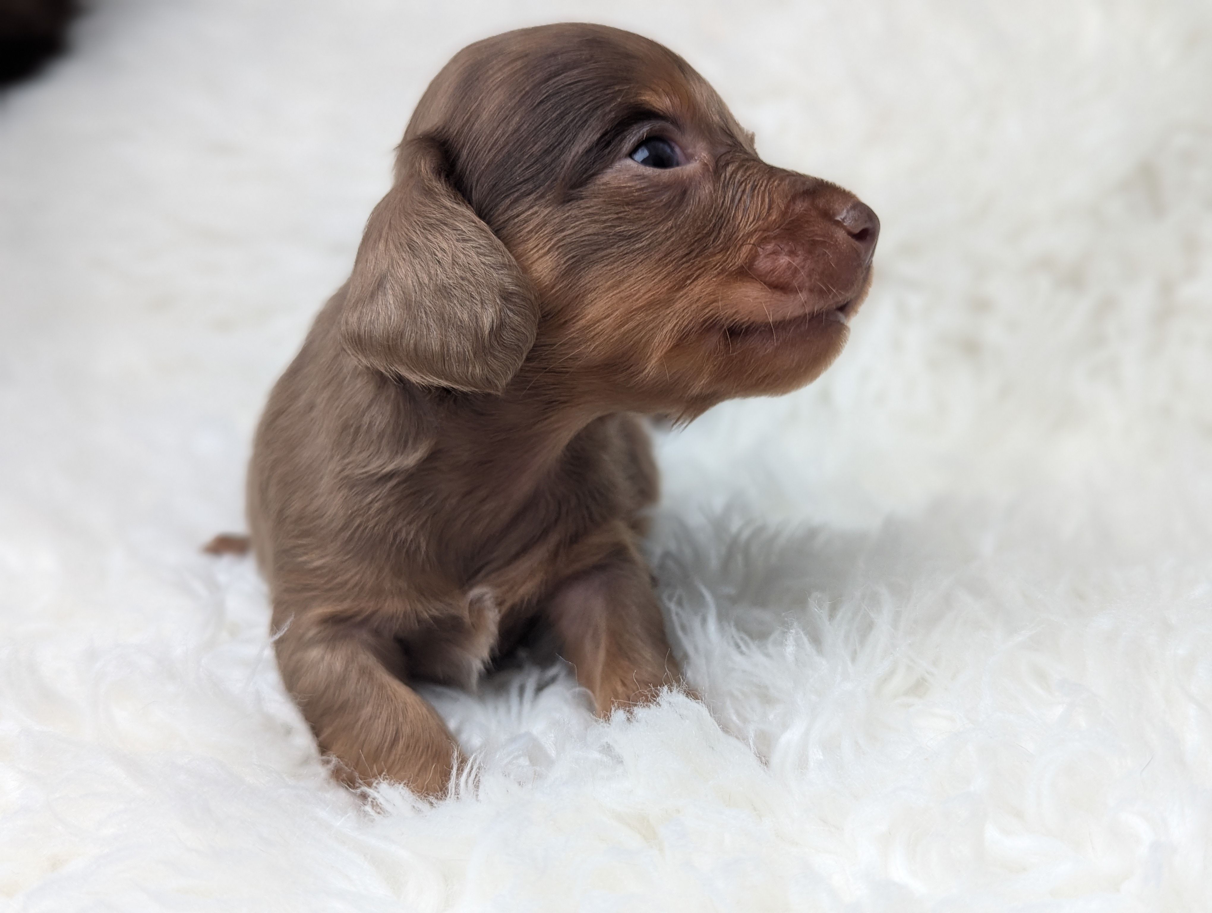 Maverick  – Miniature Dachshund puppy for sale in Moreno Valley, CA