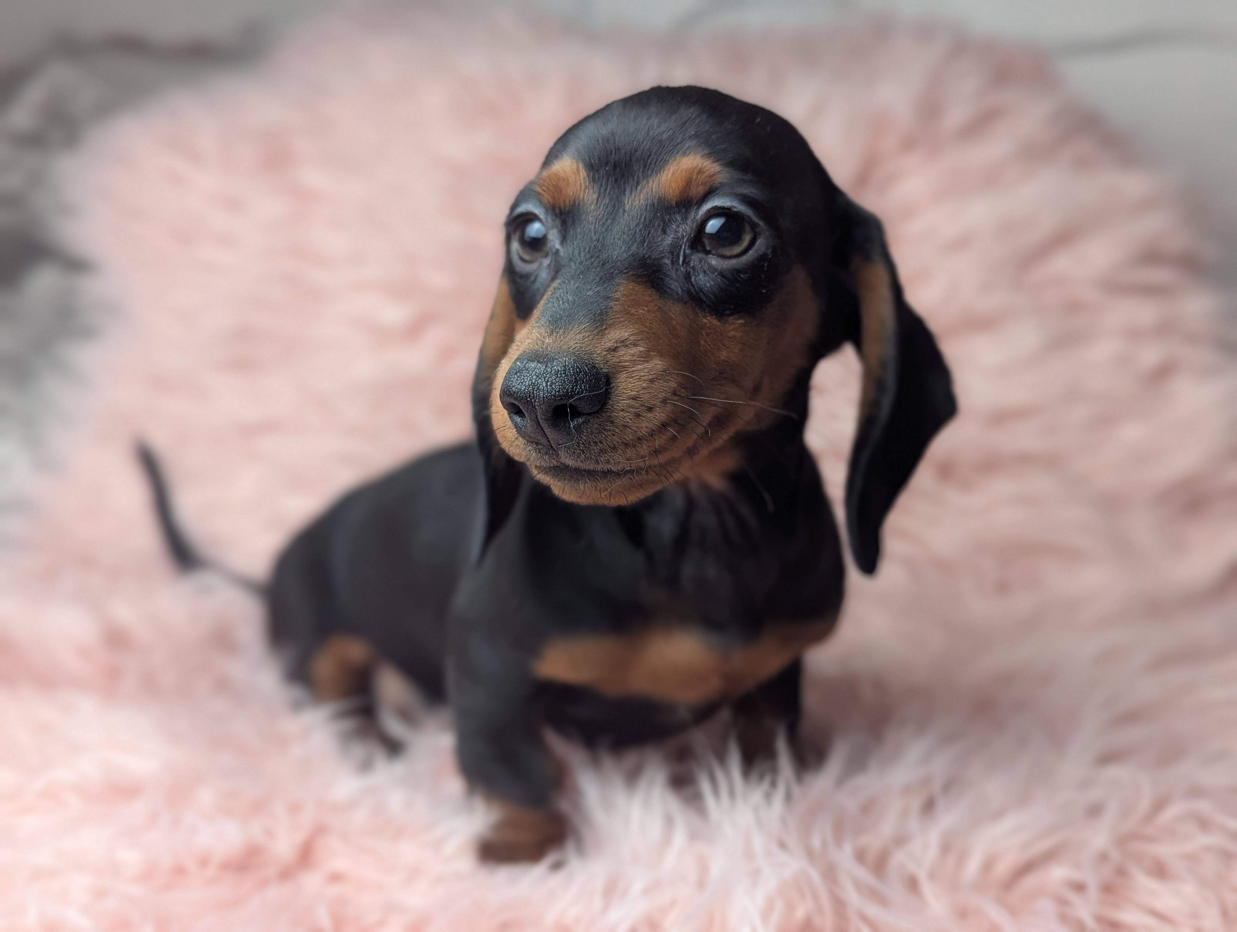 Suzy – Miniature Dachshund puppy for sale in Moreno Valley, CA
