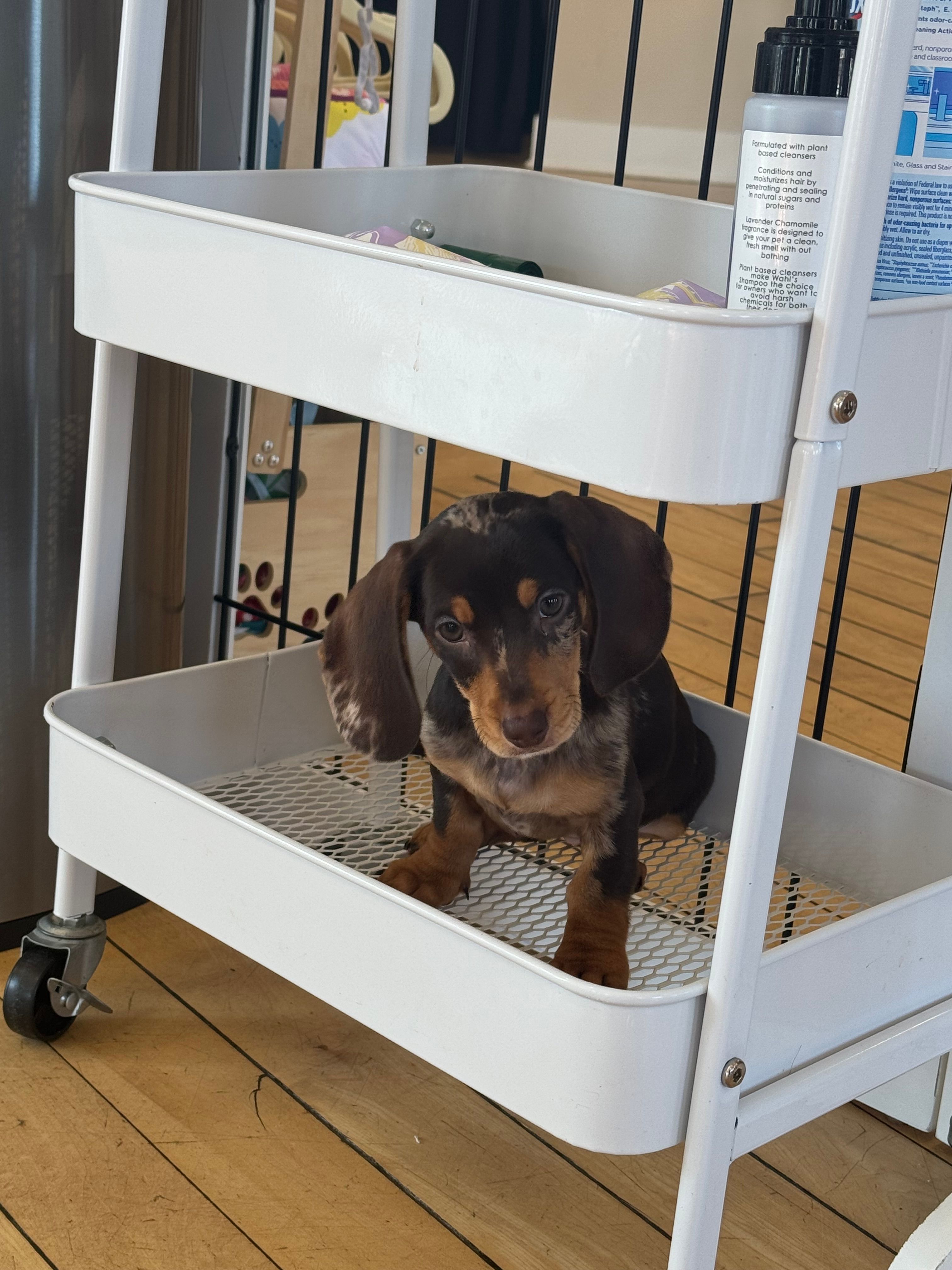 Choco dapple  dark  – Miniature Dachshund puppy for sale in Fredericksburg, VA