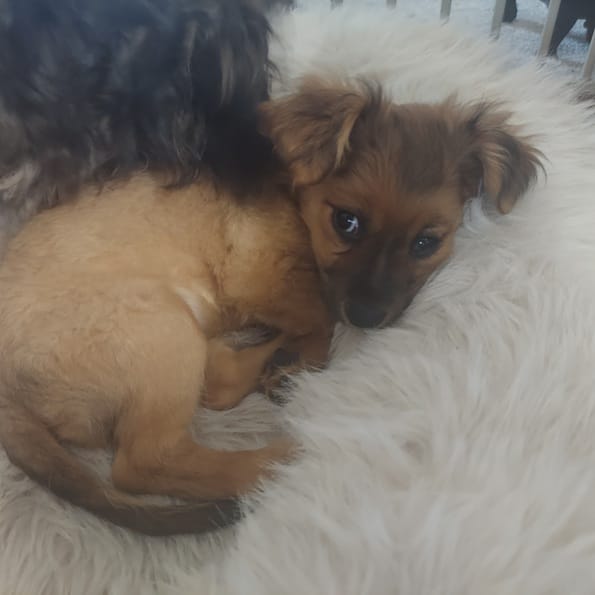 Luna  – Chihuahua puppy for sale in Merced, CA