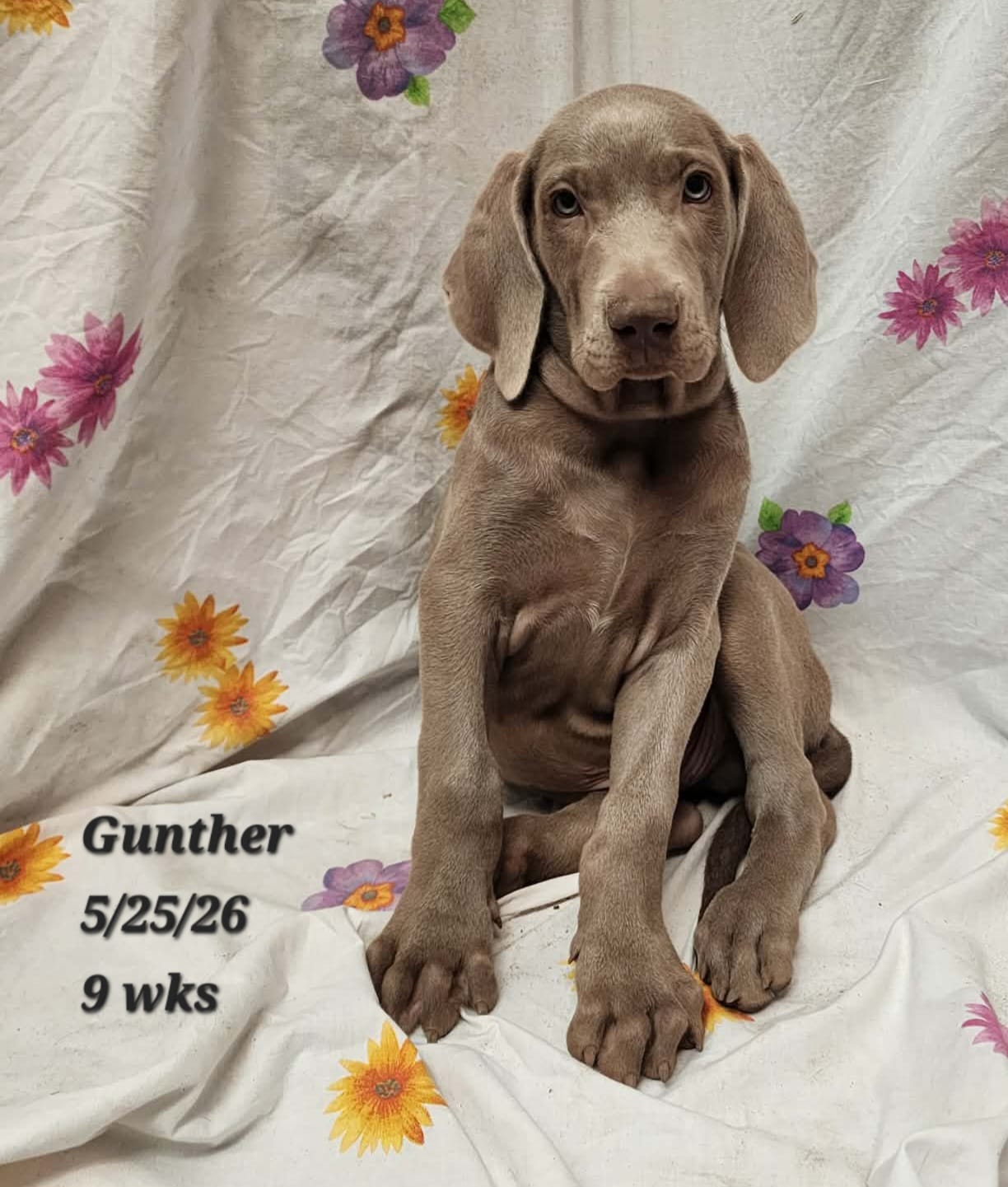 Gunther – Weimaraner puppy for sale in Nacogdoches, TX