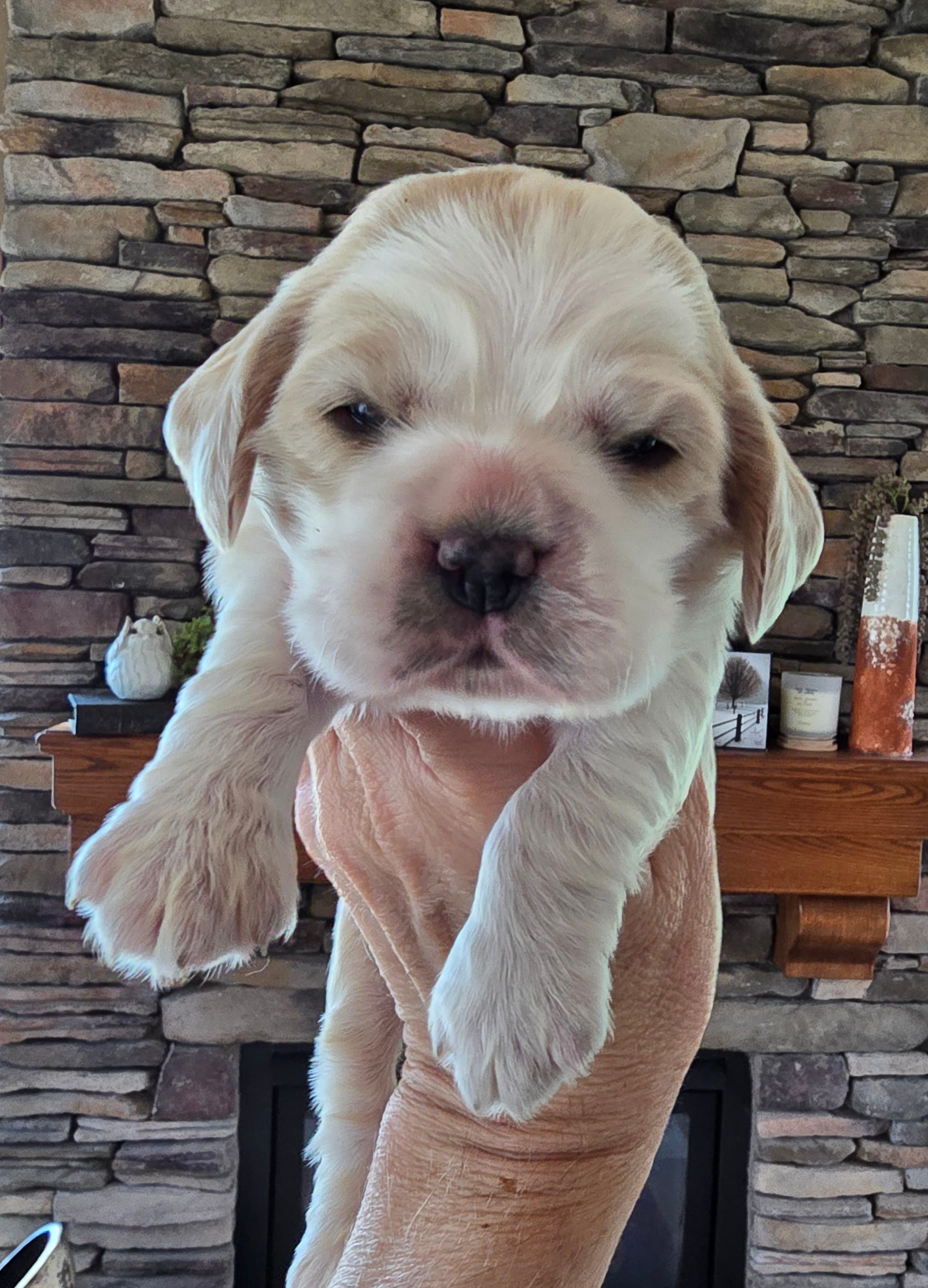Iris – Cocker Spaniel puppy for sale in Rock Valley, IA