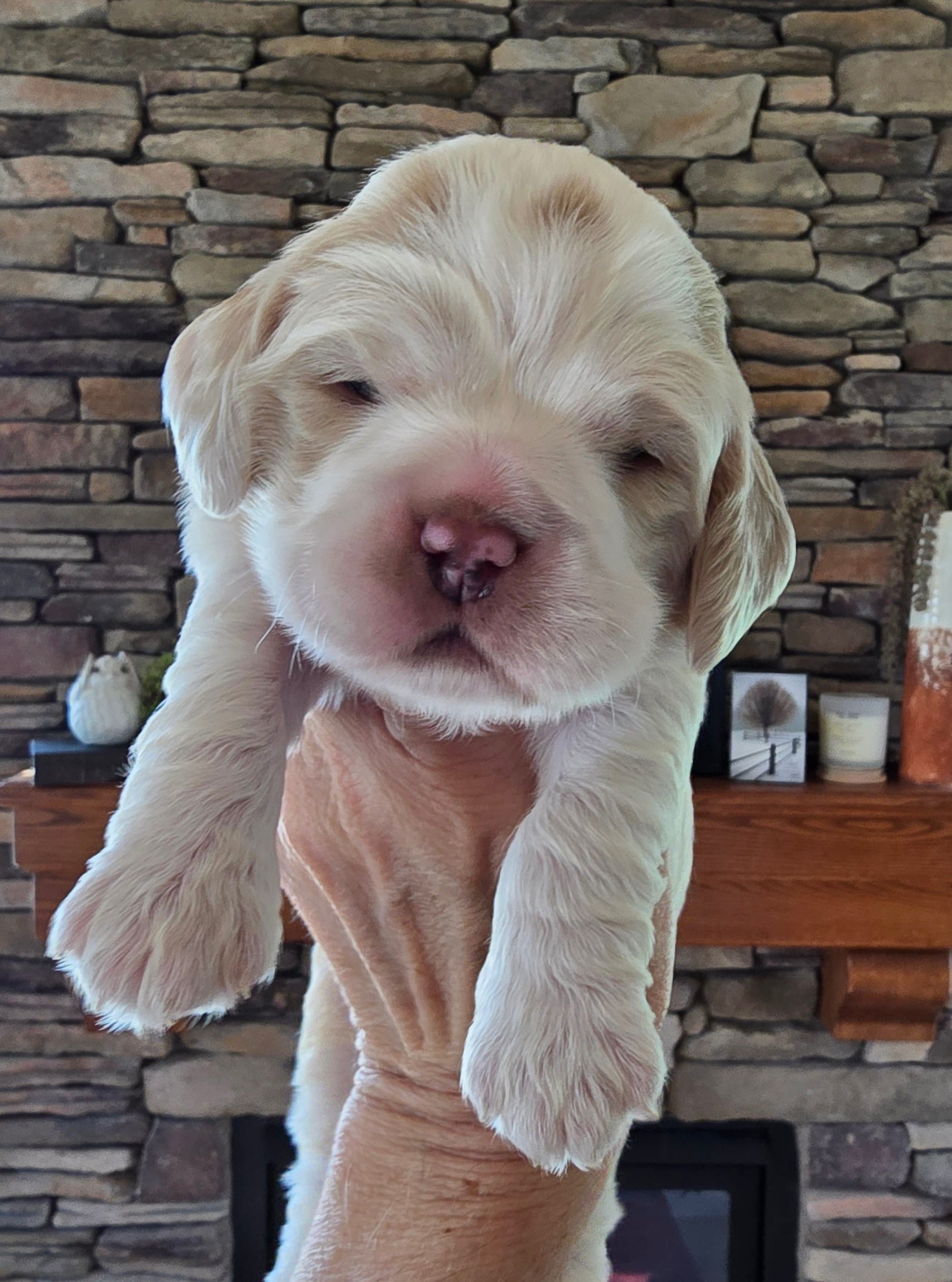 Bud – Cocker Spaniel puppy for sale in Rock Valley, IA