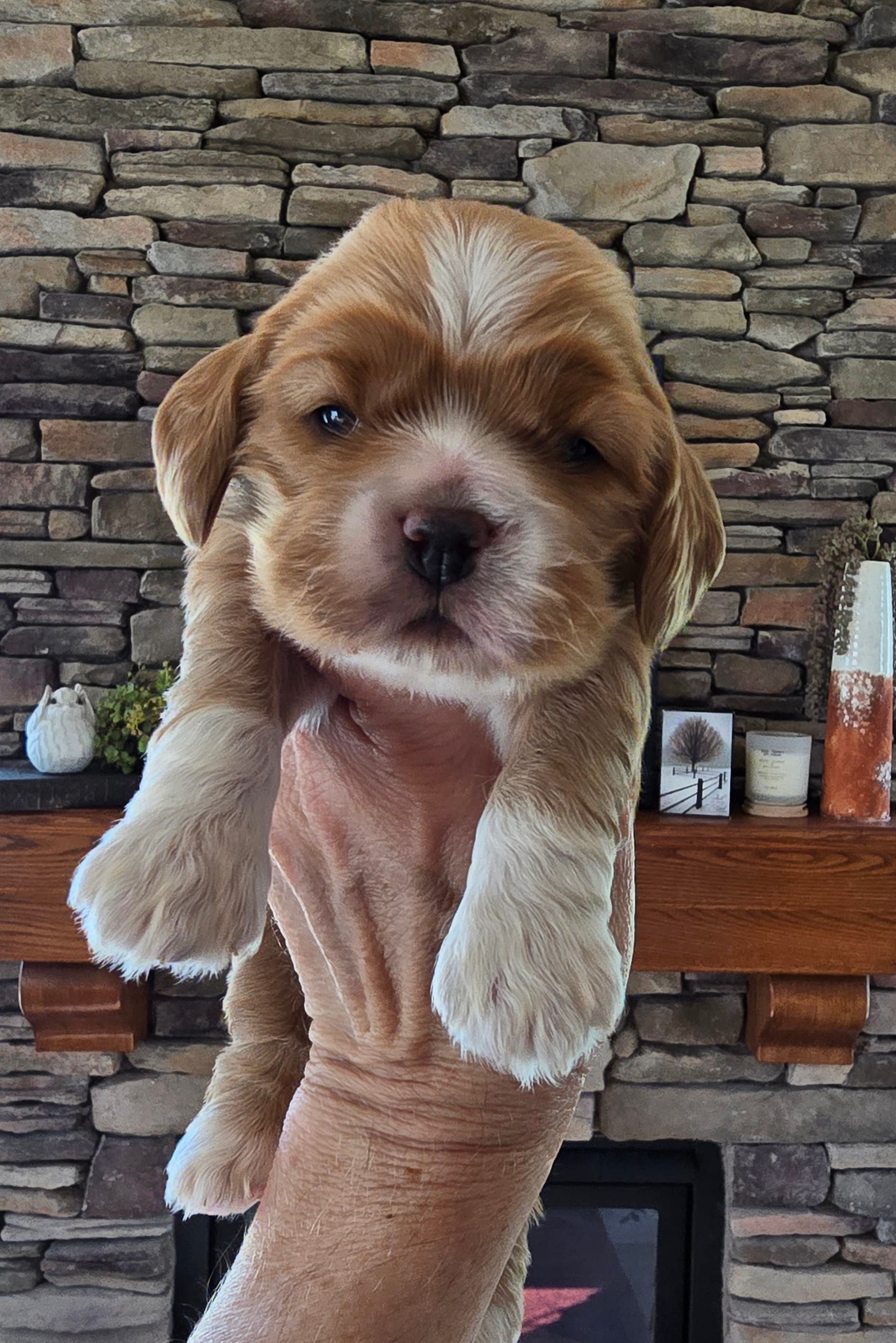 Azalea – Cocker Spaniel puppy for sale in Rock Valley, IA