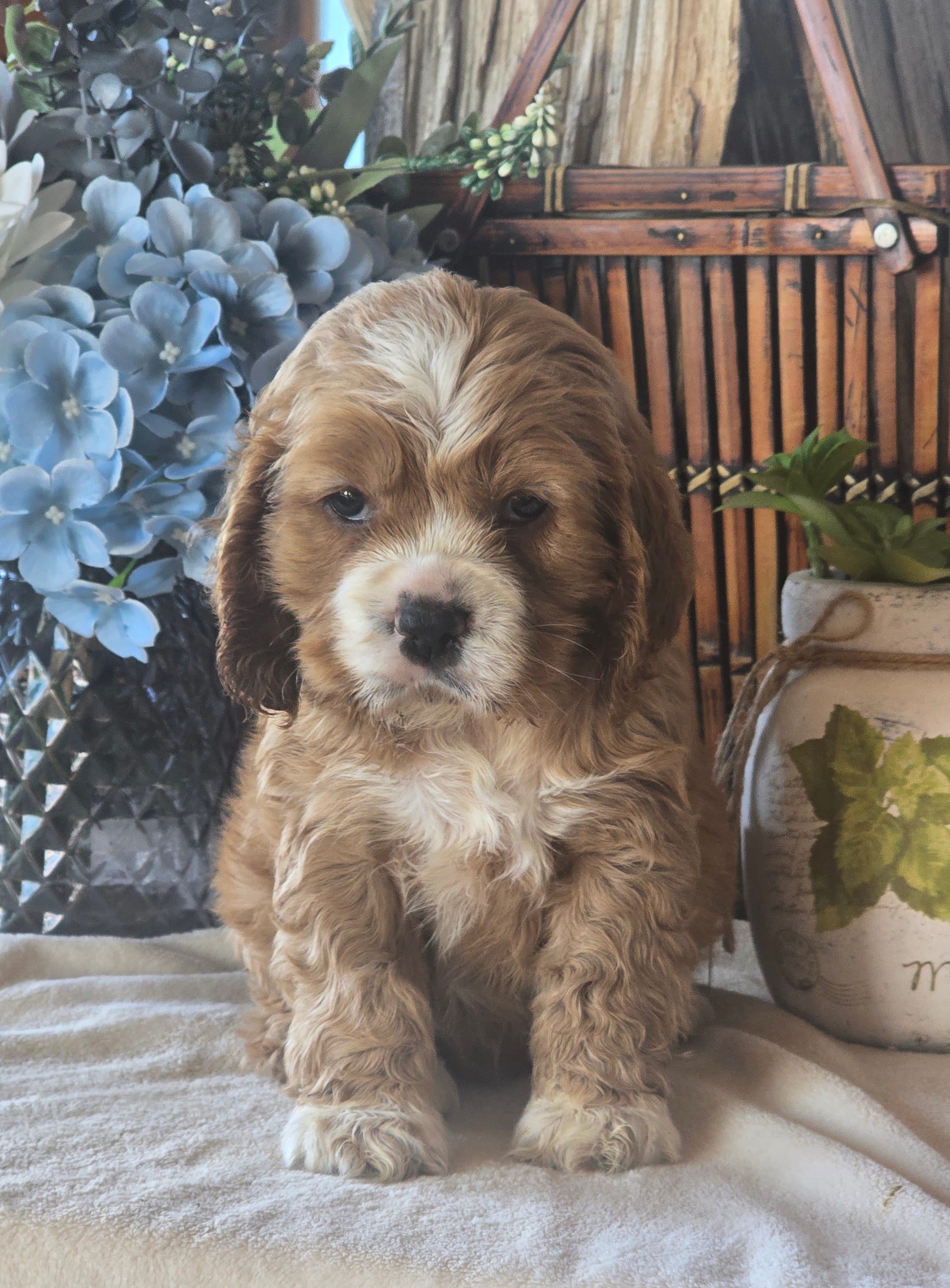 Jonas – Cocker Spaniel puppy for sale in Rock Valley, IA
