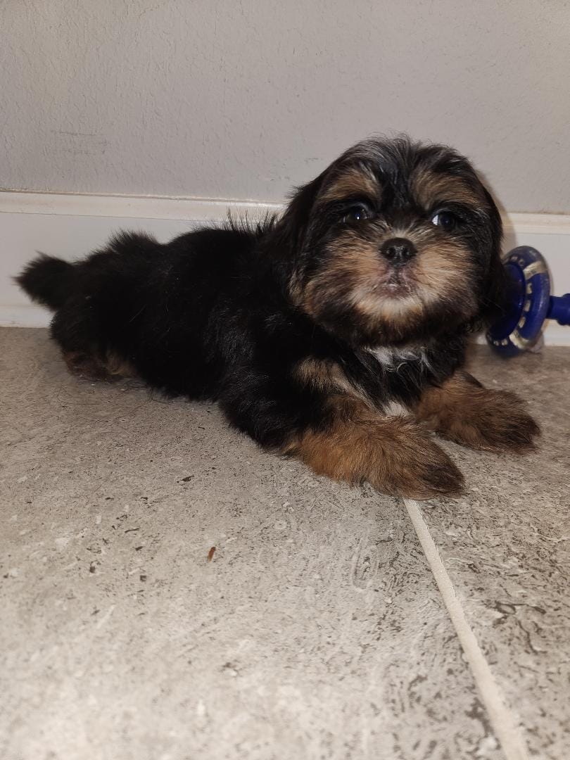 Stewey – Shih Tzu puppy for sale in San Antonio, TX