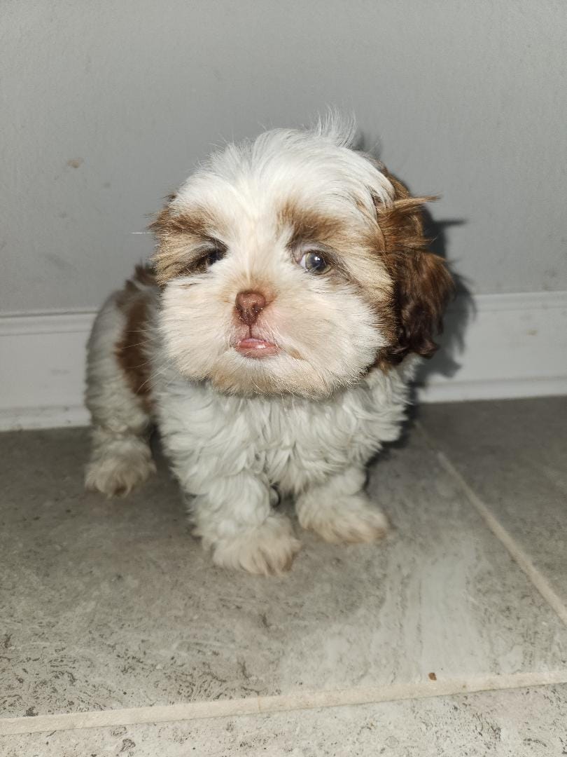 Lilly – Shih Tzu puppy for sale in San Antonio, TX