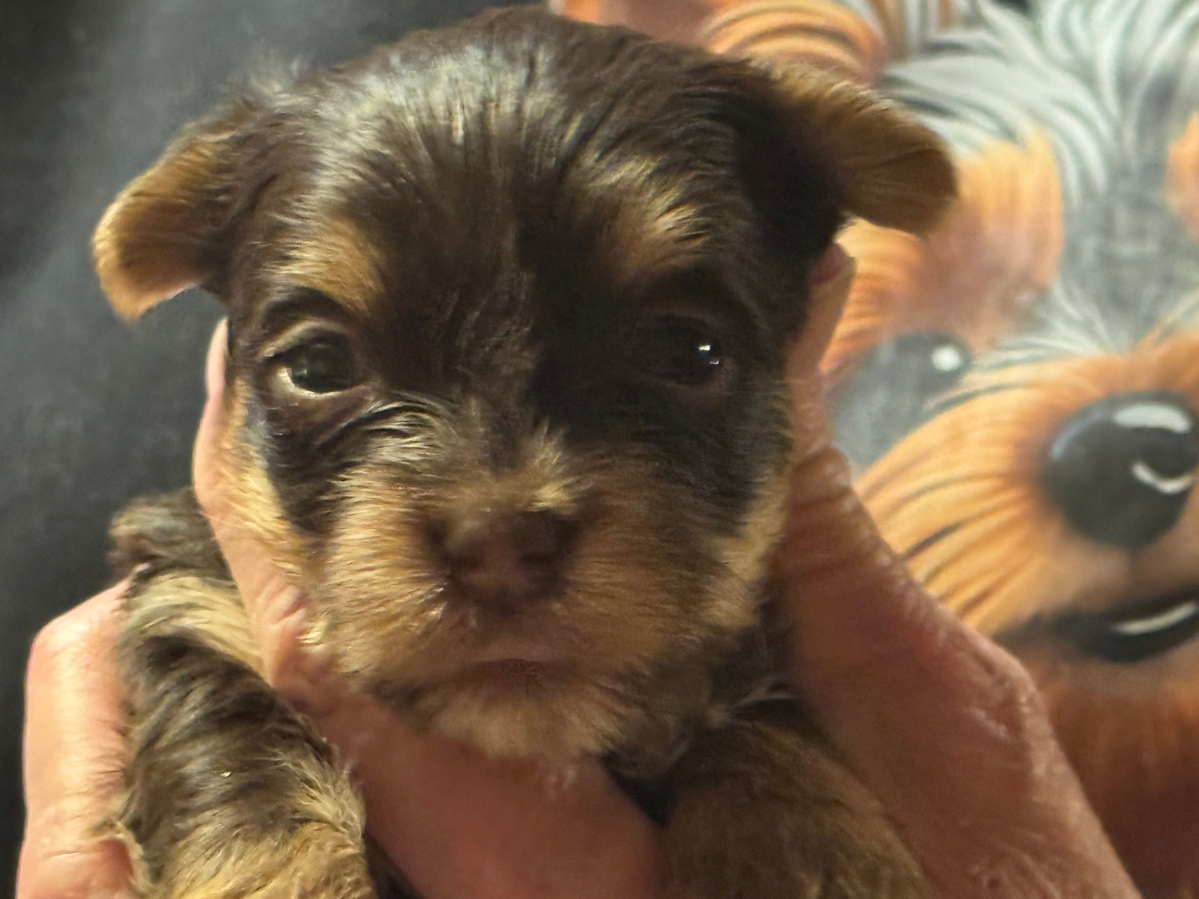 Puppy 2 – Yorkshire Terrier puppy for sale in Elizabeth, IN
