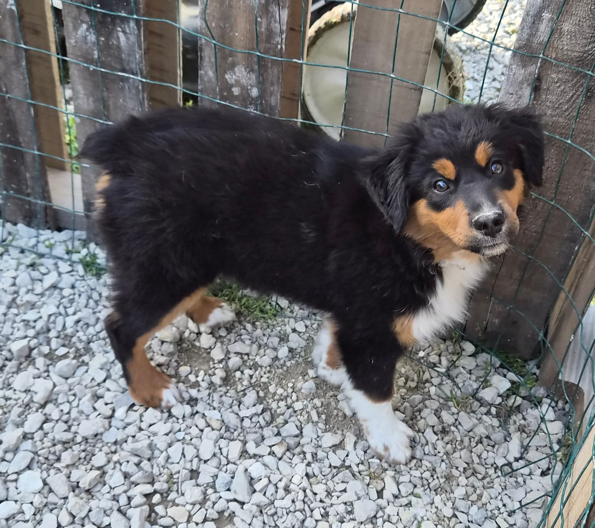Nijur – Miniature American Shepherd puppy for sale in Marshfield, MO