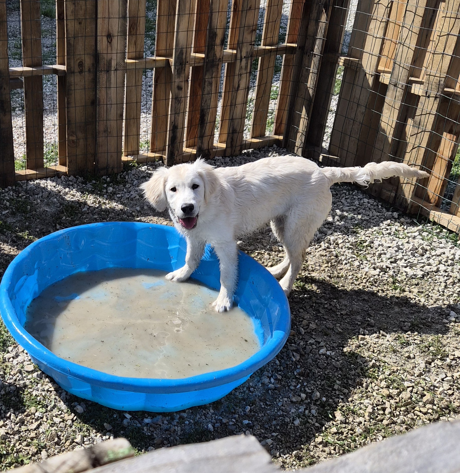 Azie – English Cream Golden Retriever puppy for sale in Marshfield, MO