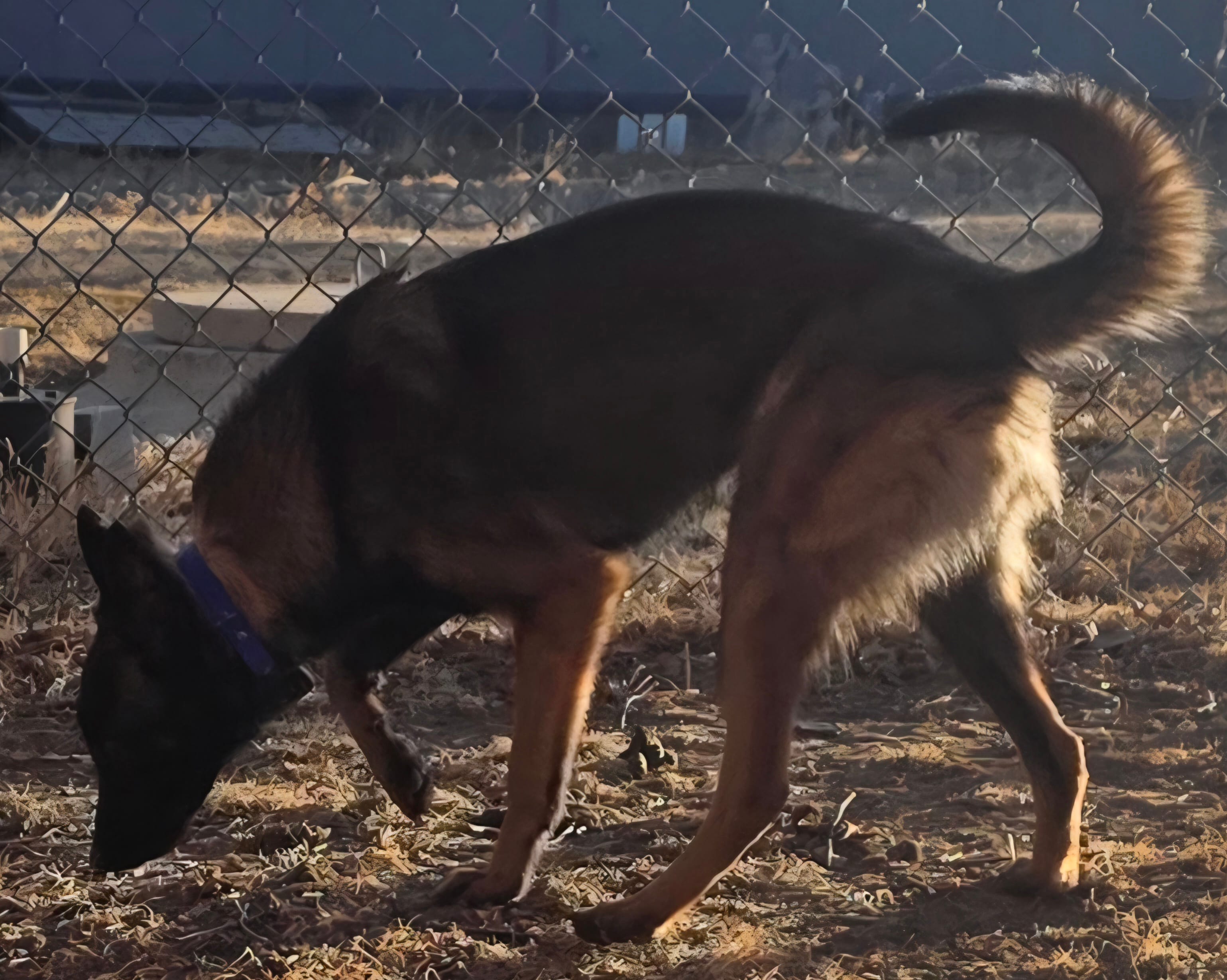 Niklaus  – Belgian Malinois puppy for sale in Yoder, CO