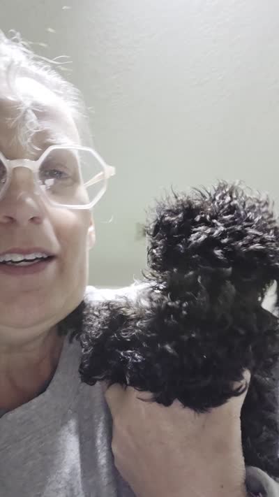 Present (Tiny girl), a female Poodle - Toy  for sale in Cameron, OK – 2 of 2