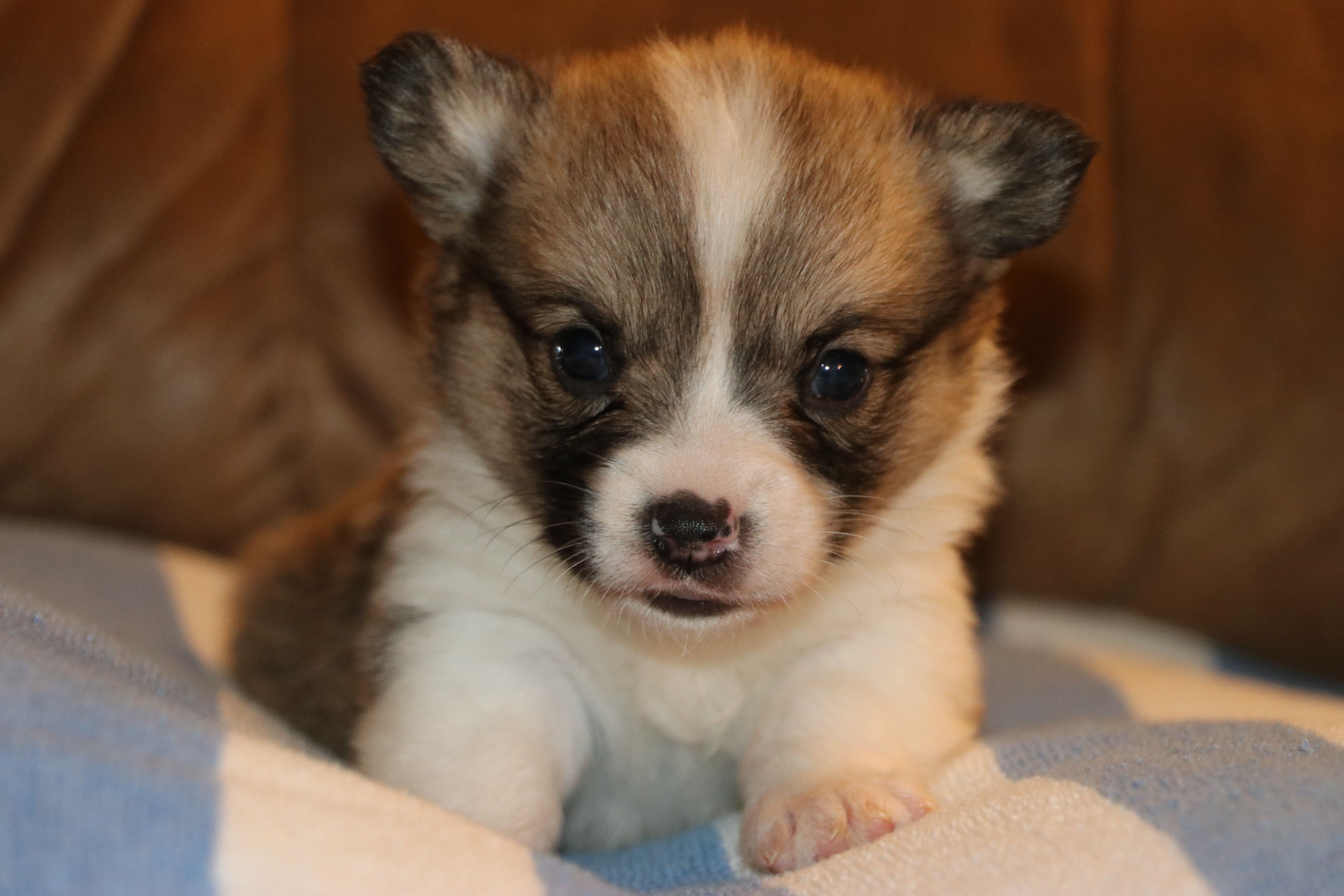 Pip – Pembroke Welsh Corgi puppy for sale in LaPorte, IN