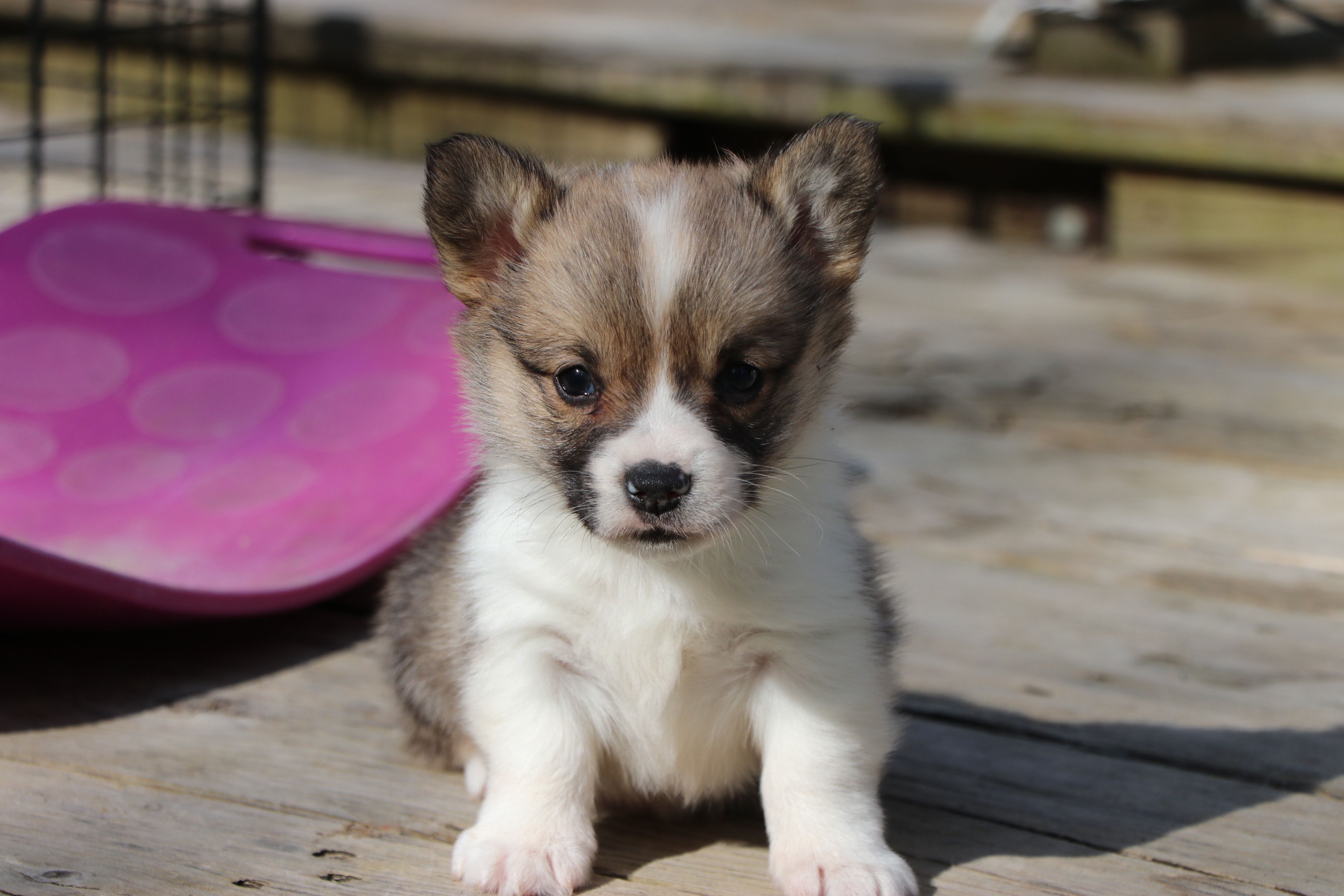 Pip – Pembroke Welsh Corgi puppy for sale in LaPorte, IN