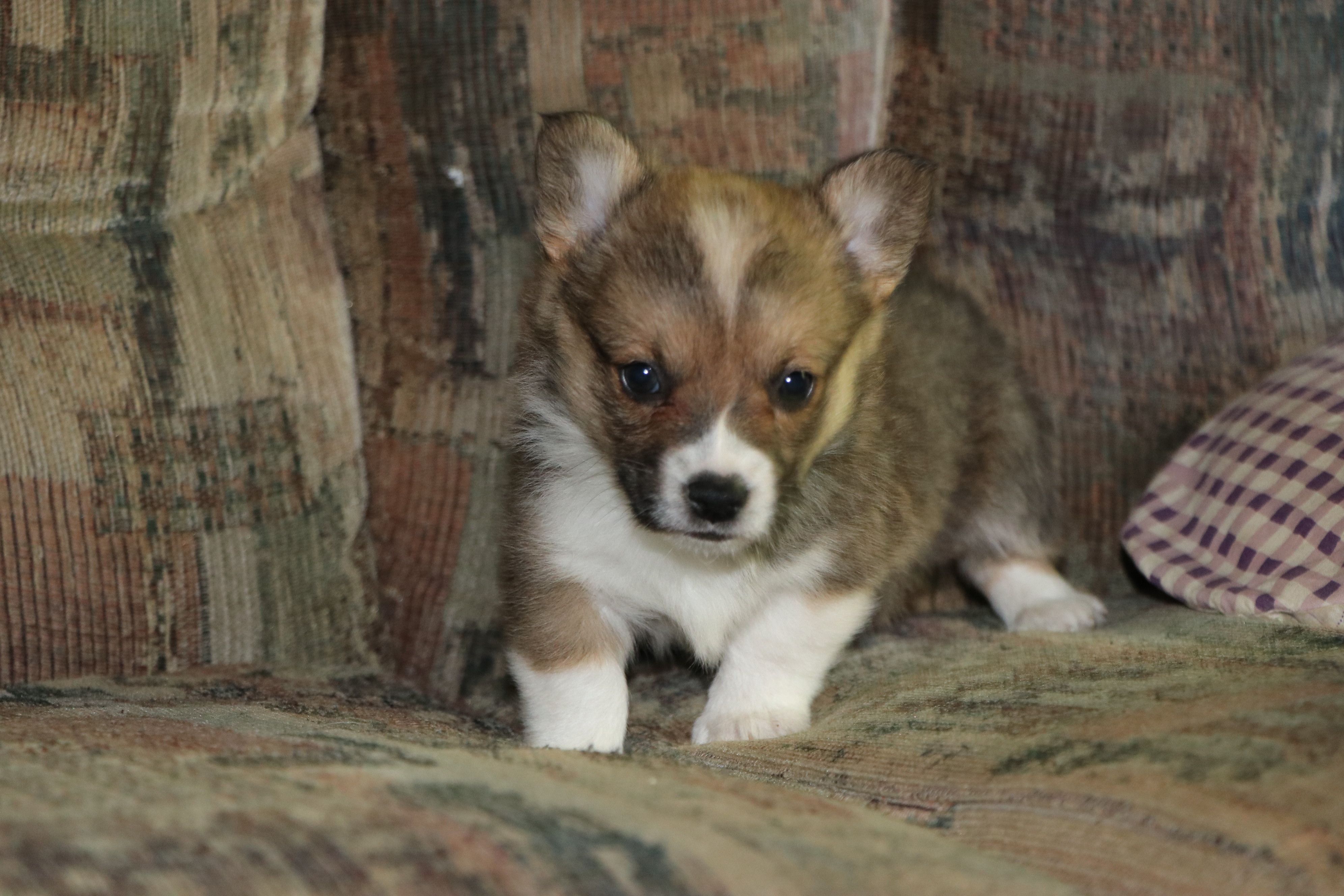 Charlie – Pembroke Welsh Corgi puppy for sale in LaPorte, IN