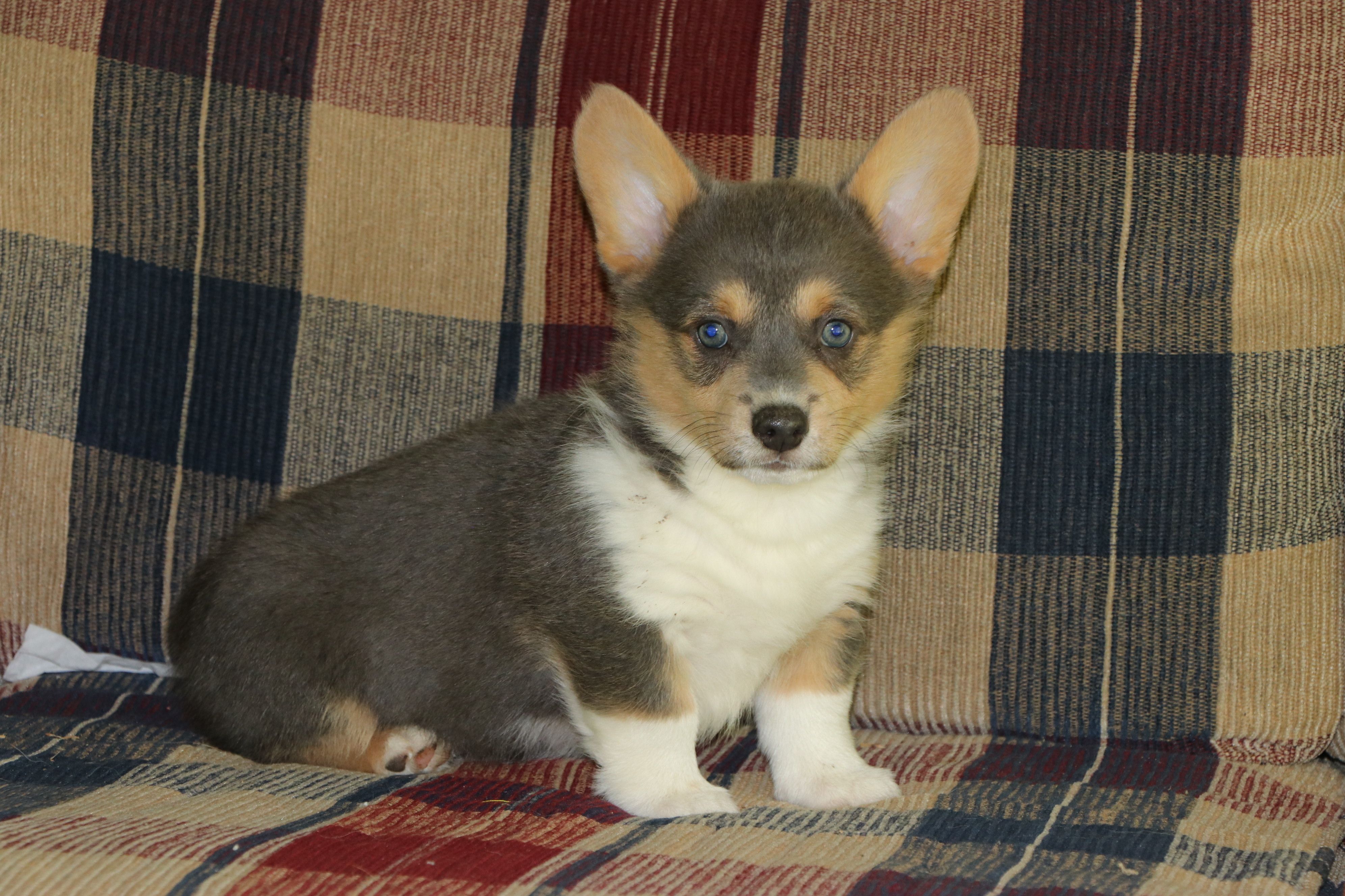 Otter – Pembroke Welsh Corgi puppy for sale in LaPorte, IN