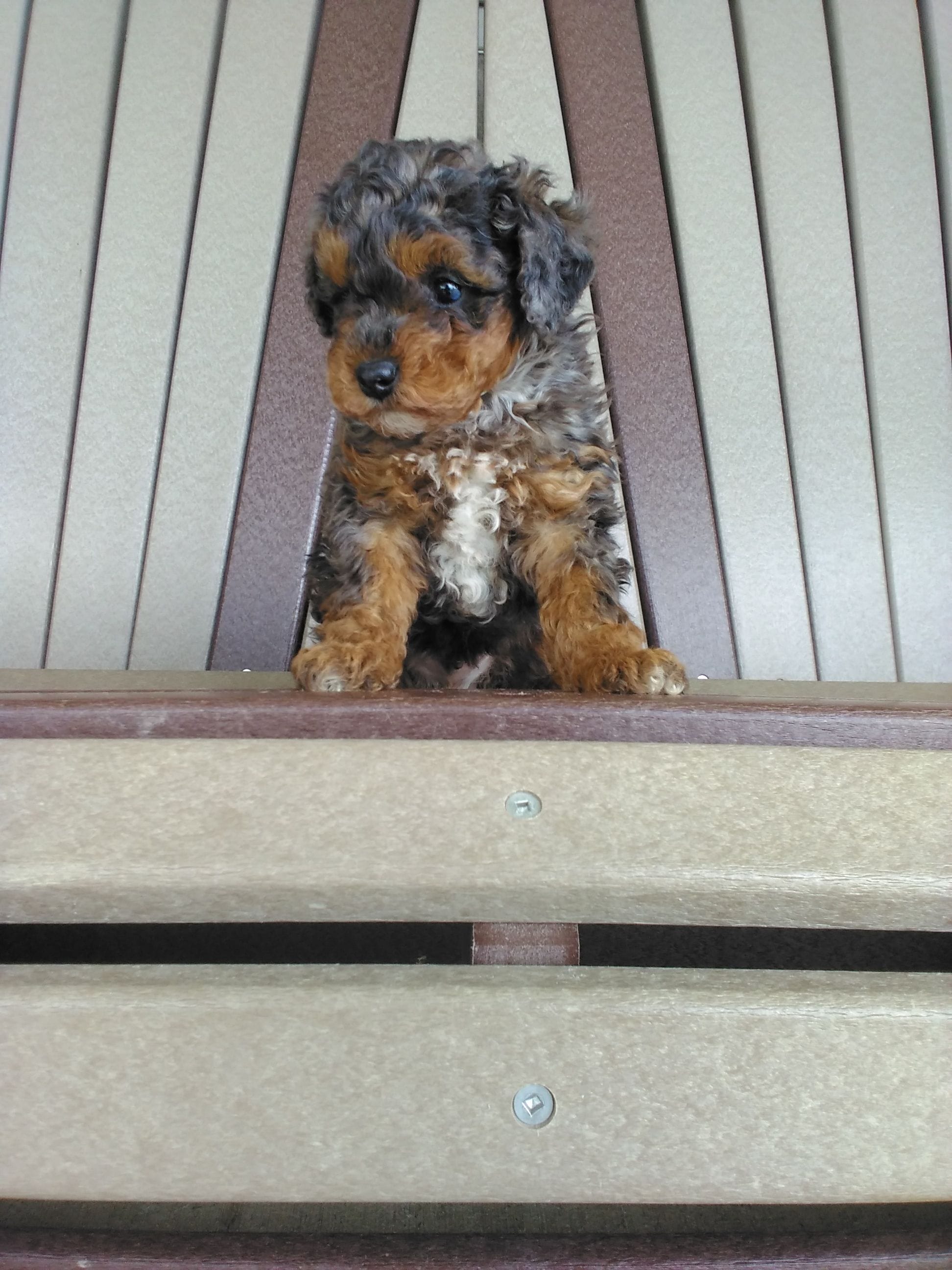 AKC Genetic Clear – Poodle - Toy  puppy for sale in Fort Wayne, IN