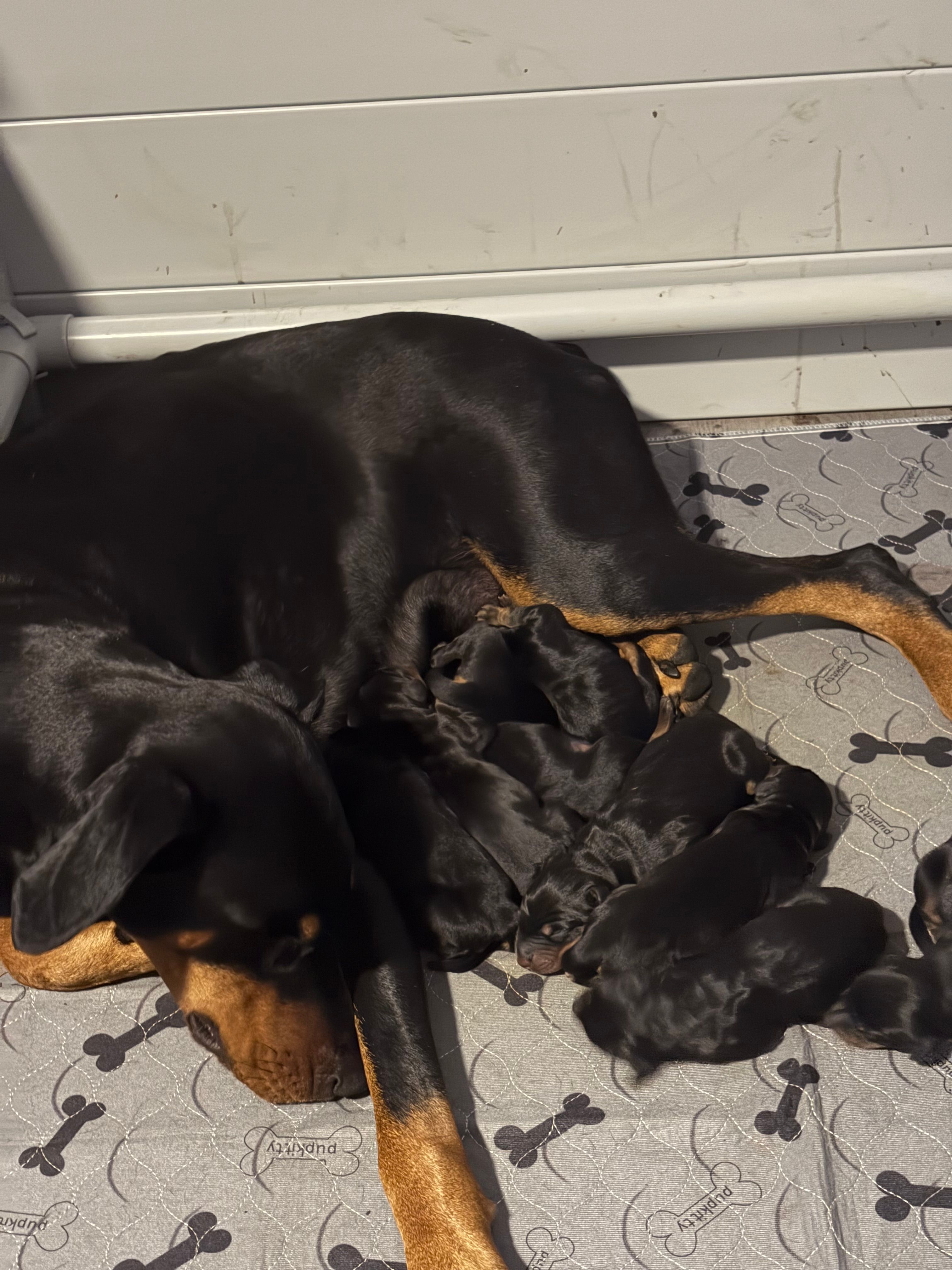 Skyes Litter – Doberman Pinscher puppy for sale in Chepachet, RI