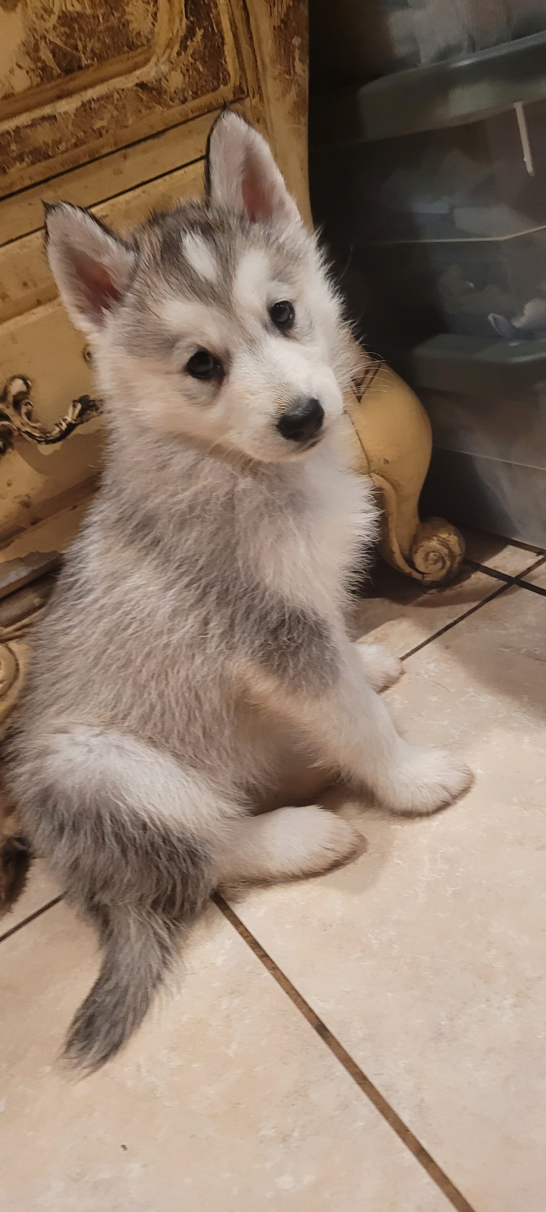 Thena – Siberian Husky puppy for sale in Philadelphia, PA