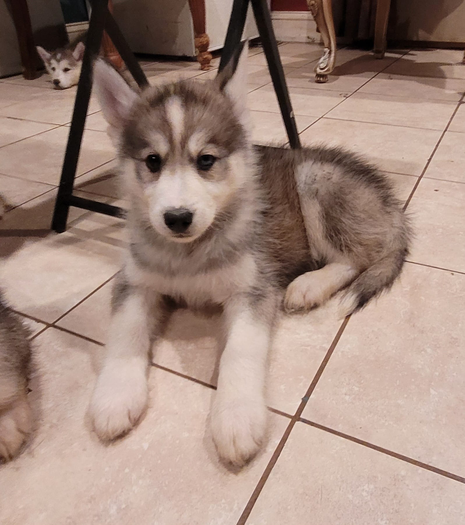 Onyx – Siberian Husky puppy for sale in Philadelphia, PA