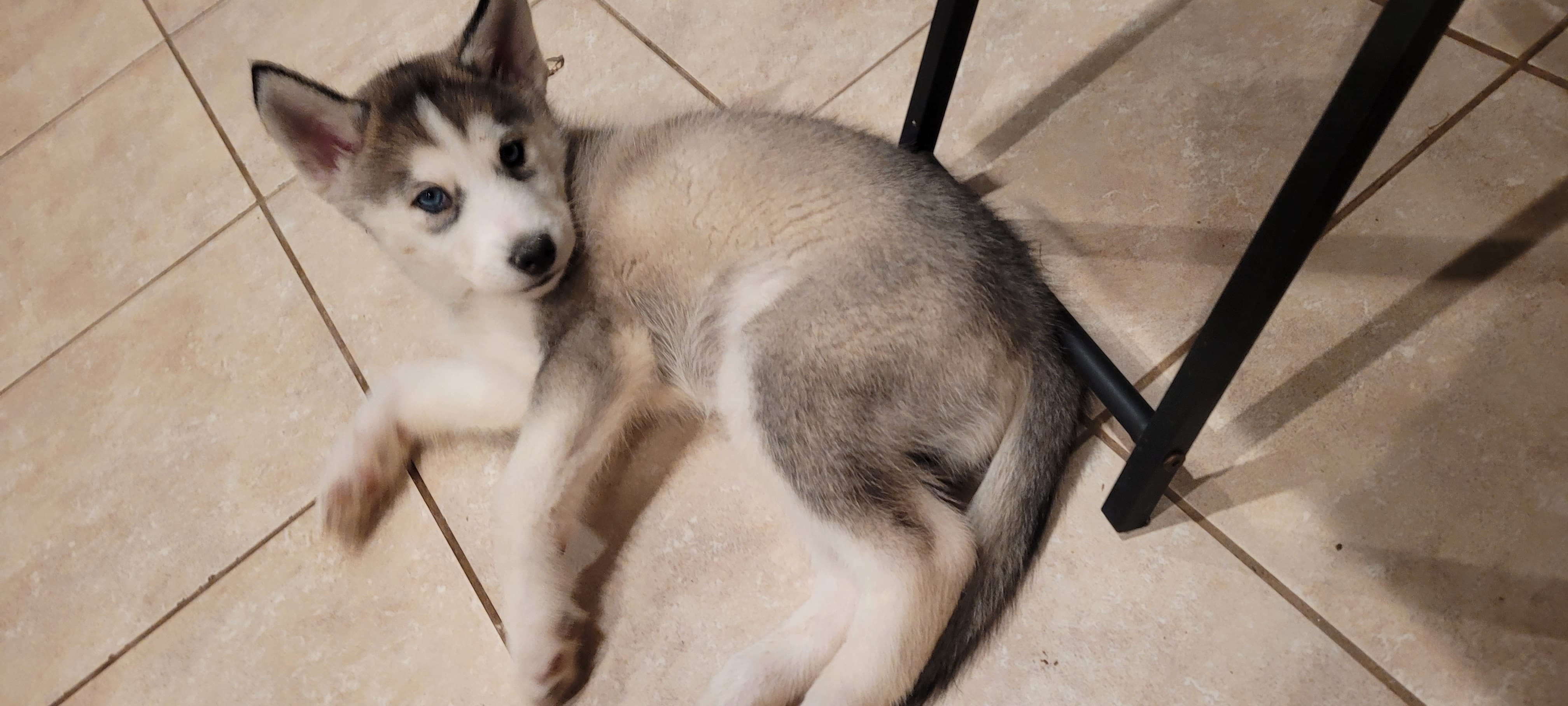 Balto – Siberian Husky puppy for sale in Philadelphia, PA