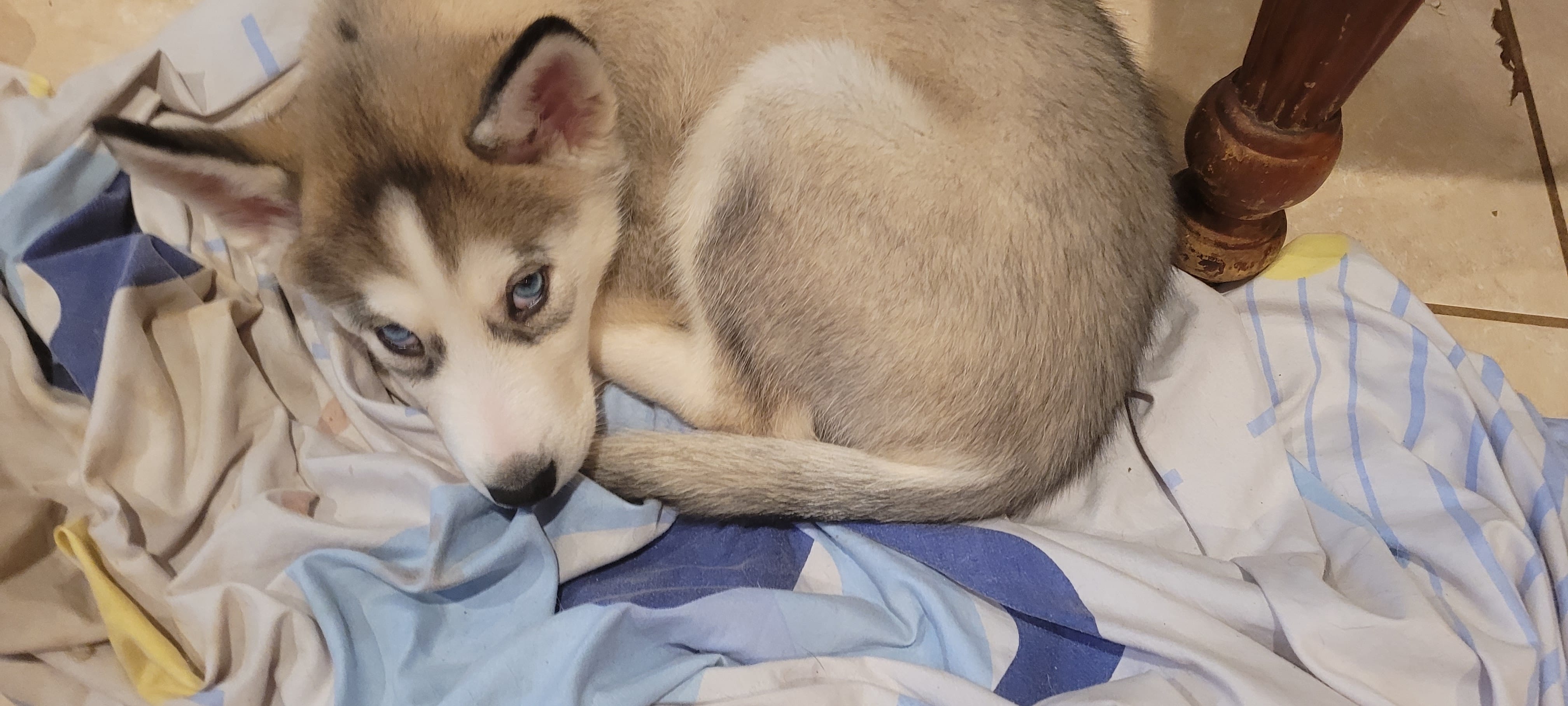 Balto – Siberian Husky puppy for sale in Philadelphia, PA