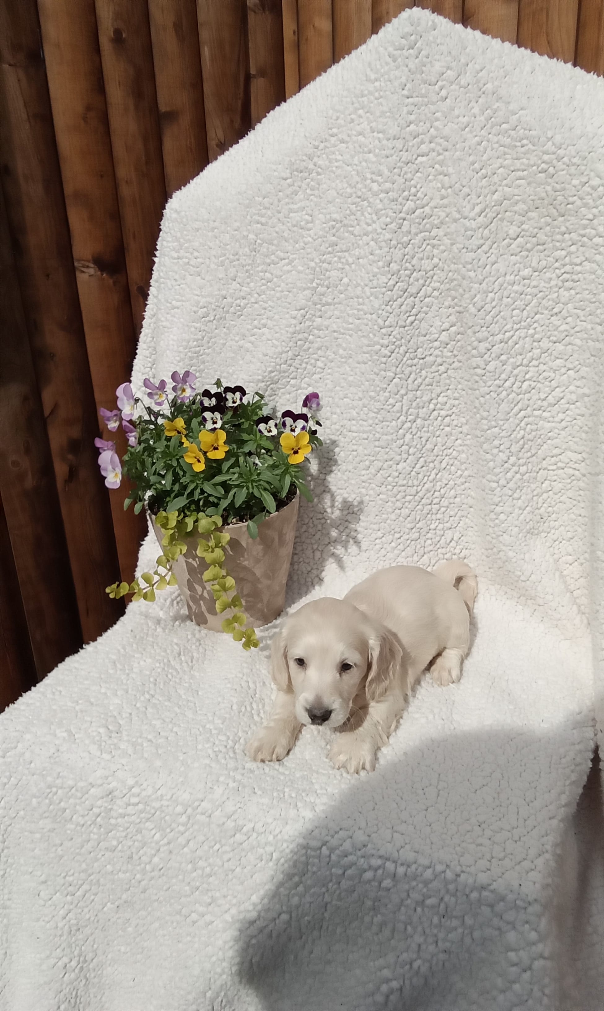 AKC Charlie  – Miniature Dachshund puppy for sale in Christiana, PA