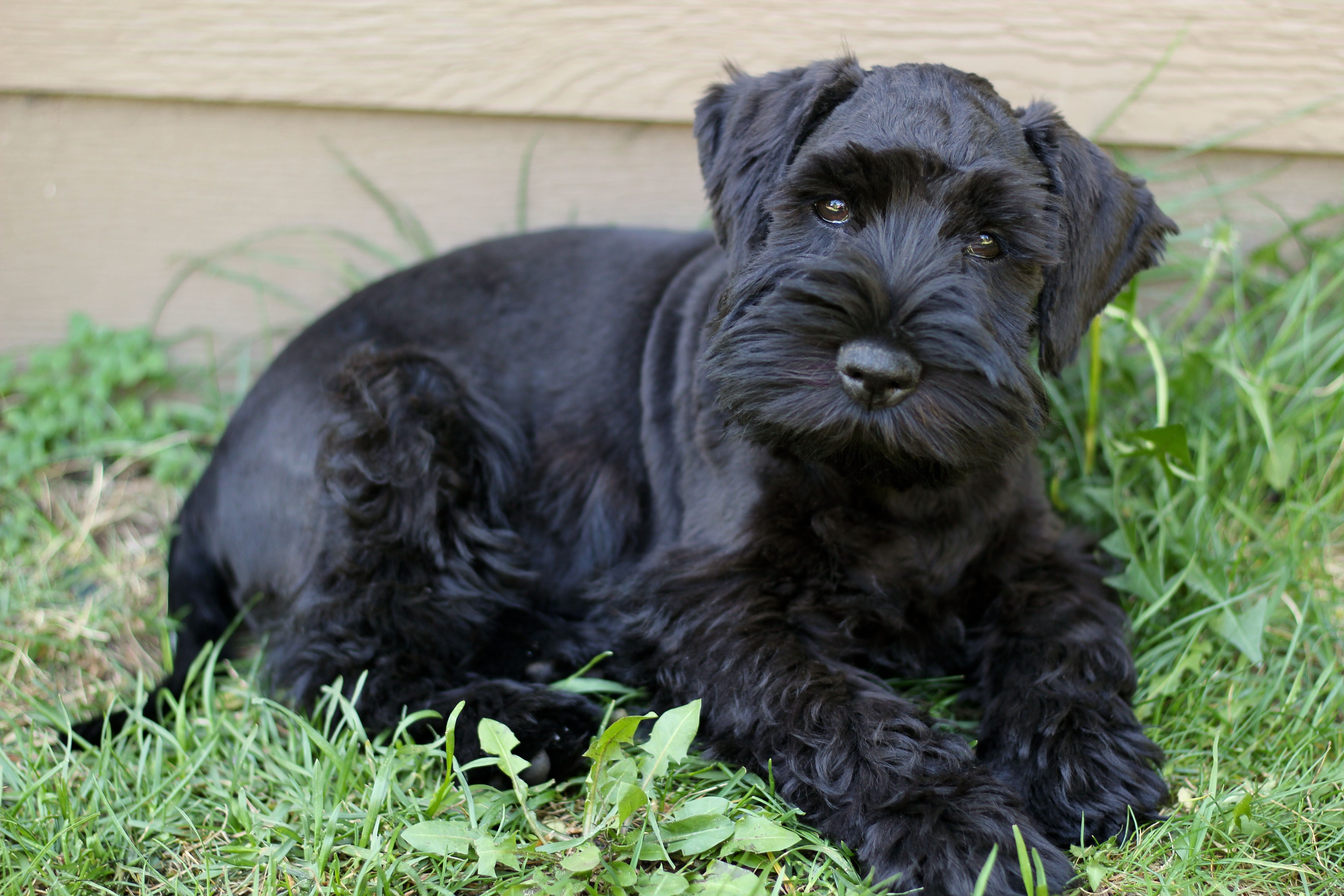 Black Male Orange Collar – Miniature Schnauzer puppy for sale in Ham Lake, MN