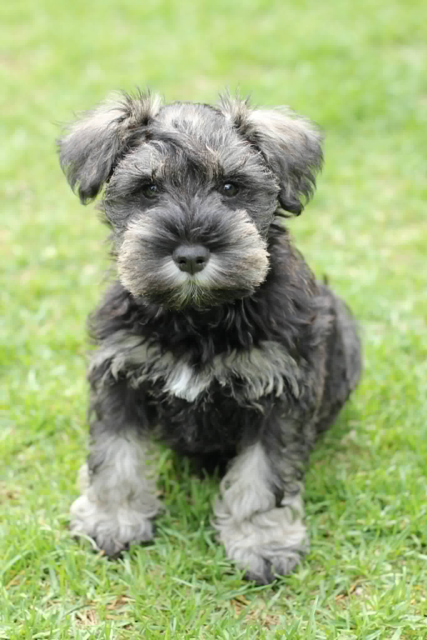 Black and Tan Male Blue Collar – Miniature Schnauzer puppy for sale in Ham Lake, MN