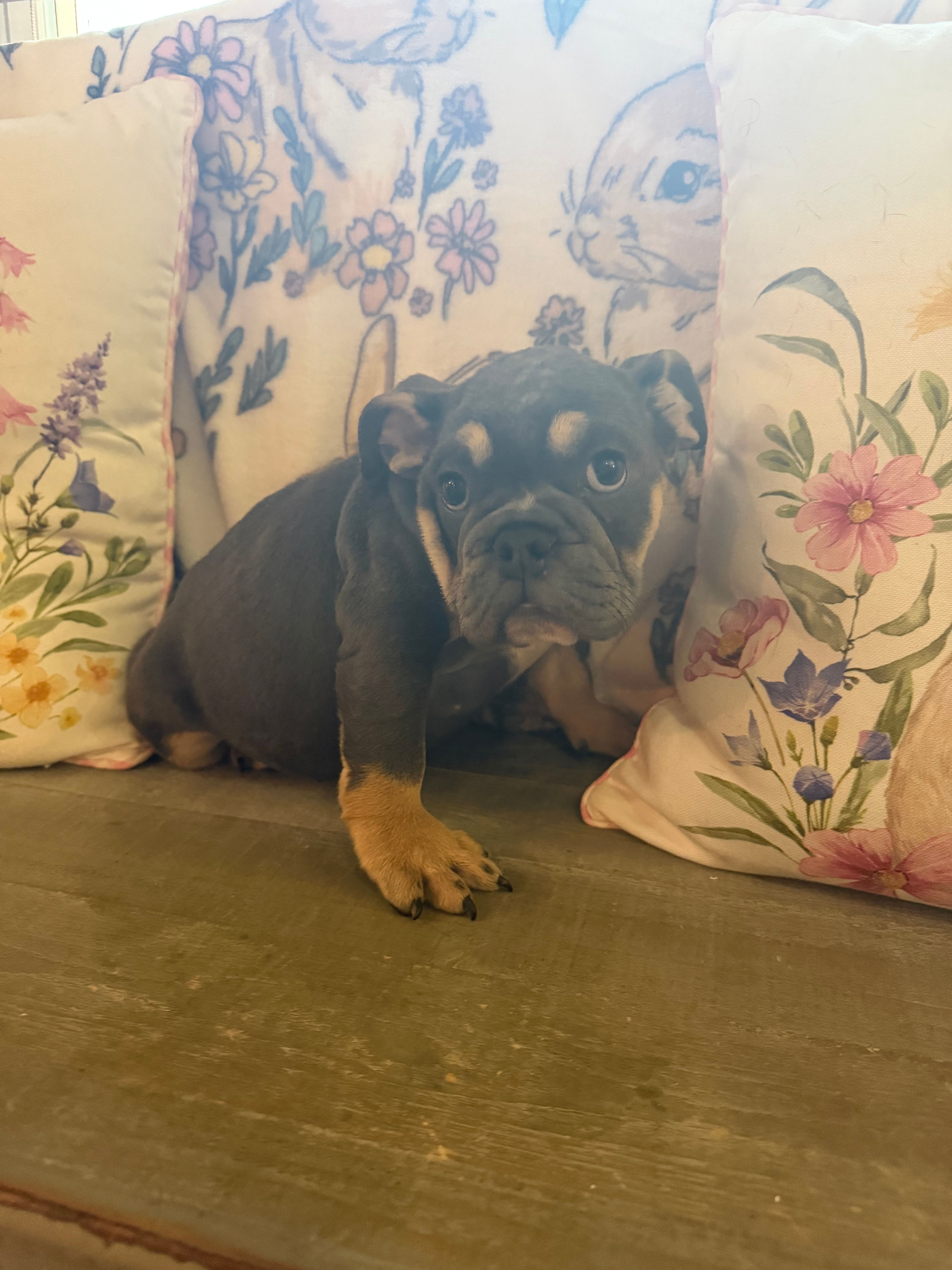 Delilah – English Bulldog puppy for sale in Flowery Branch, GA