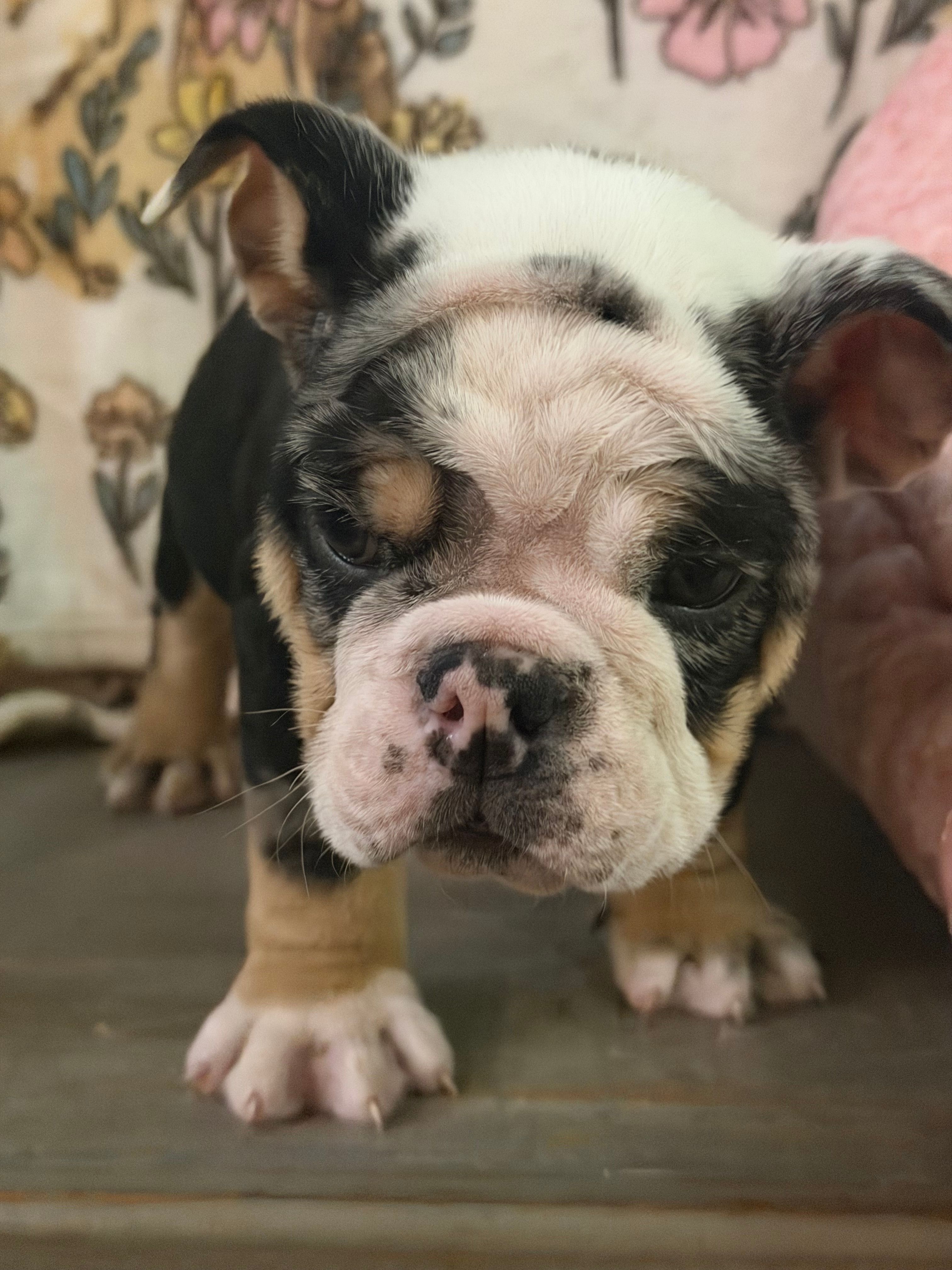 Gucci  – English Bulldog puppy for sale in Flowery Branch, GA