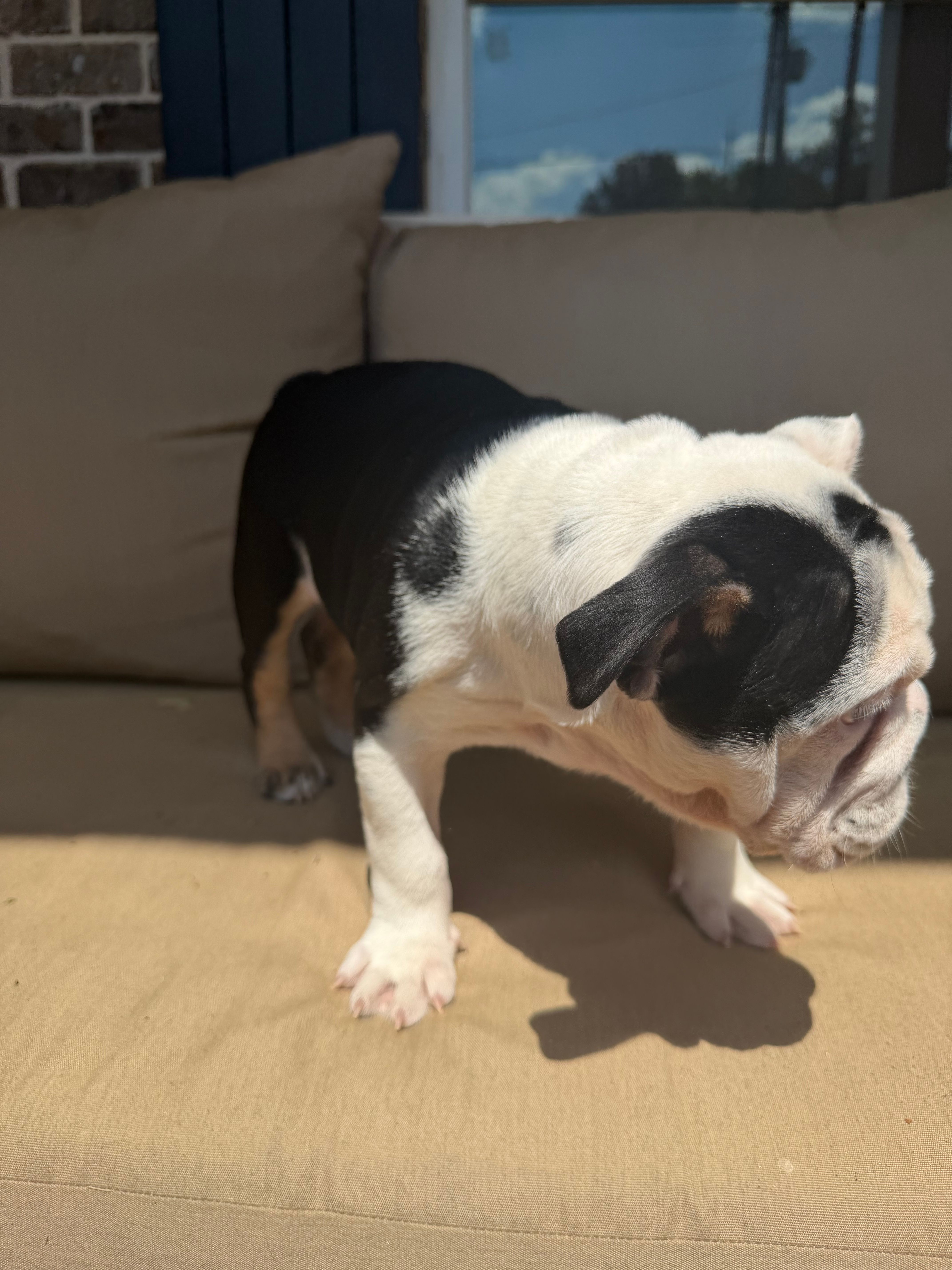 Smore – English Bulldog puppy for sale in Flowery Branch, GA