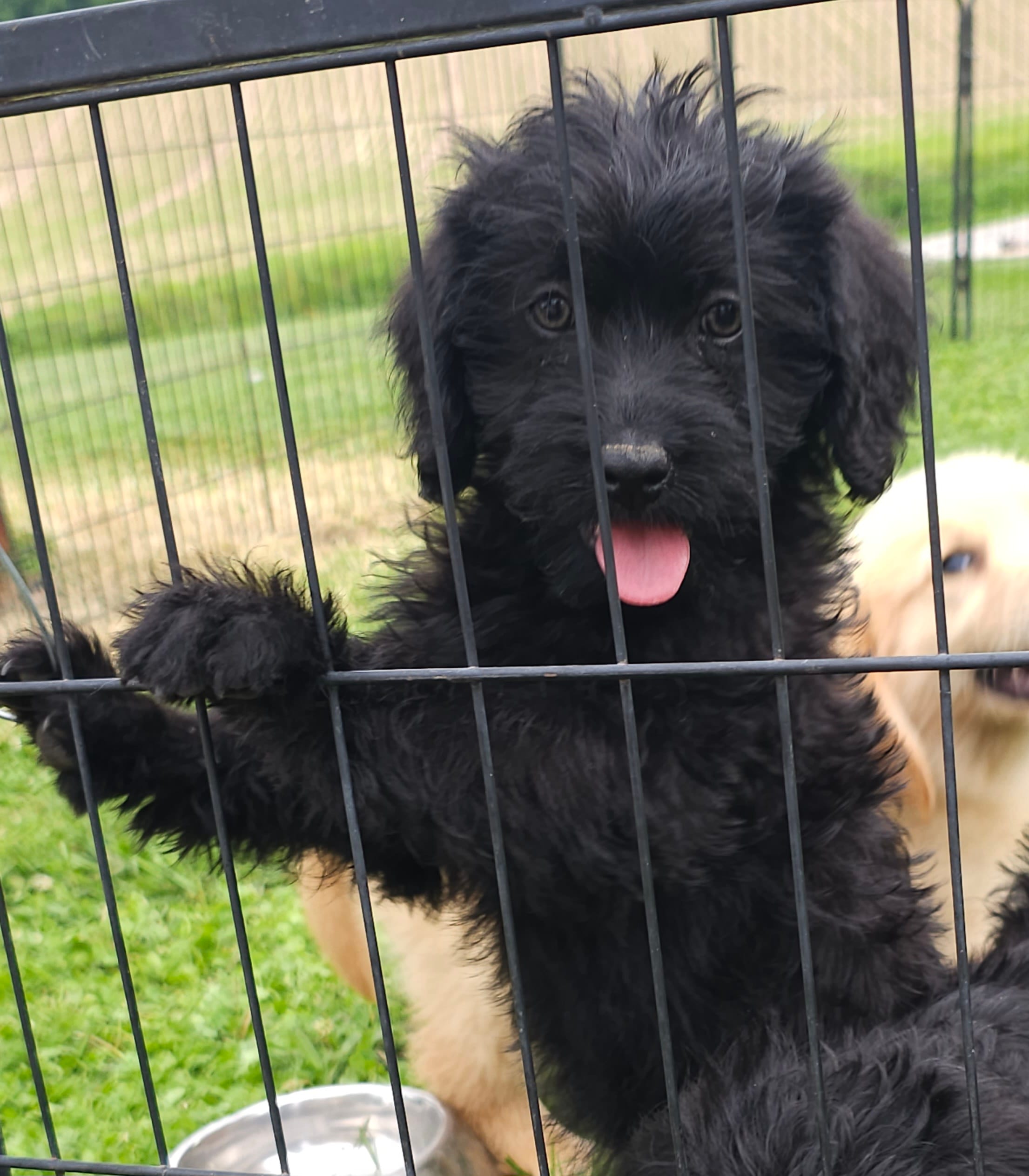 Scarlett  – Labradoodle puppy for sale in Godfrey, IL