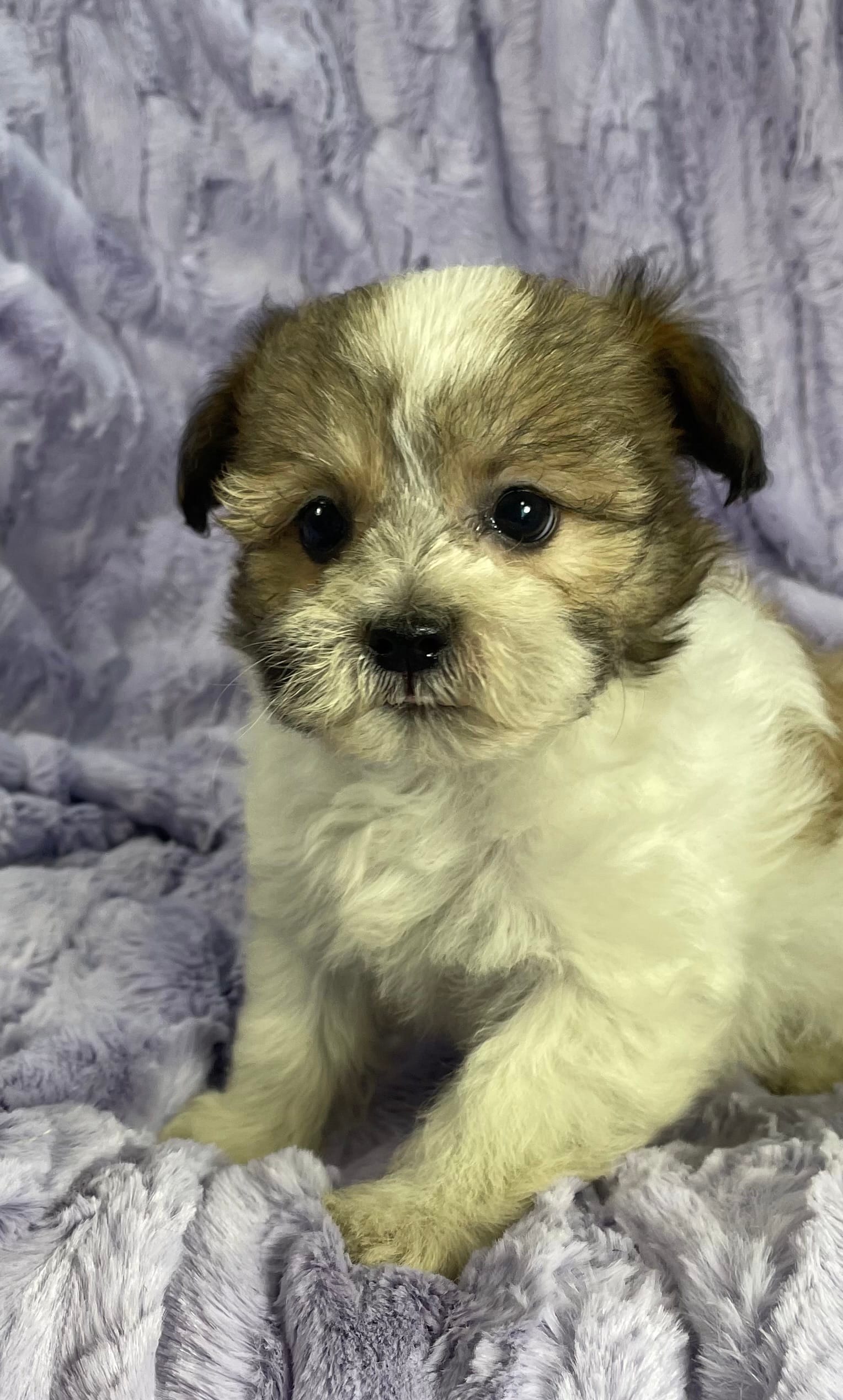 Cody – Shih Tzu, Poodle - Miniature  puppy for sale in Gallatin, MO