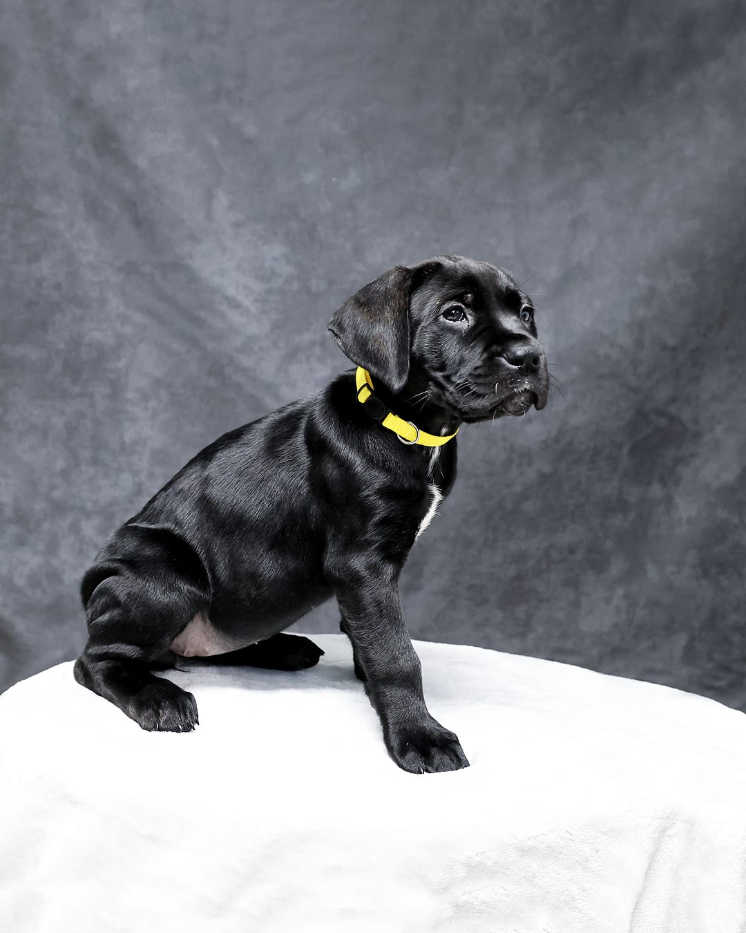 Yellow Collar – Cane Corso puppy for sale in Parrottsville, TN