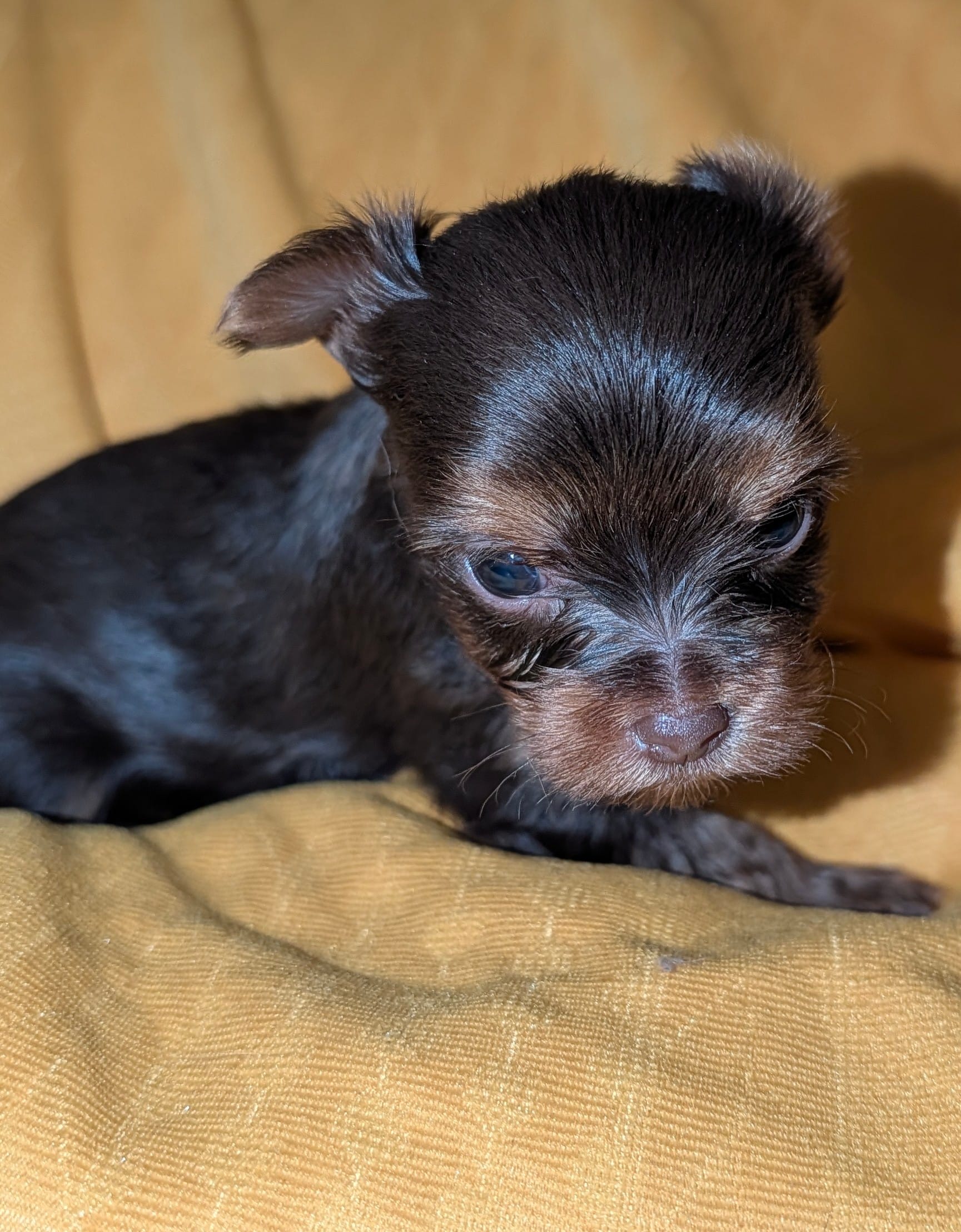 Hershey – Yorkshire Terrier puppy for sale in Houston, OH