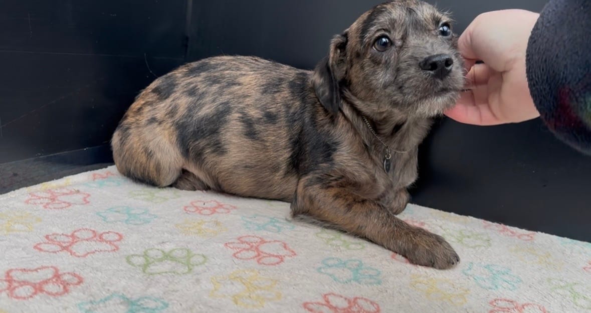 Bleu  – French Bulldog, Yorkshire Terrier puppy for sale in Mount Carmel, PA