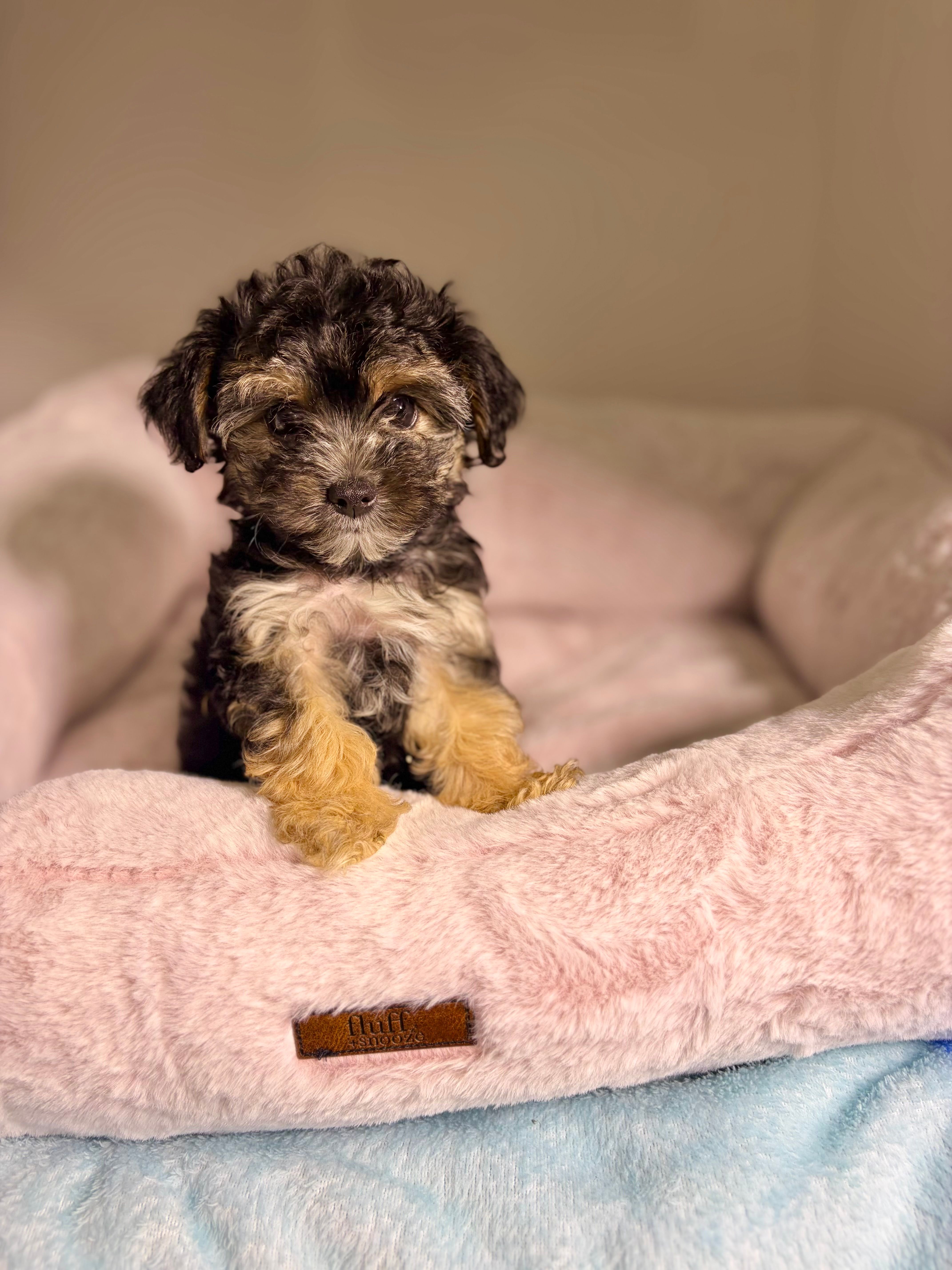 Coralie – Yorkshire Terrier puppy for sale in Houston, TX