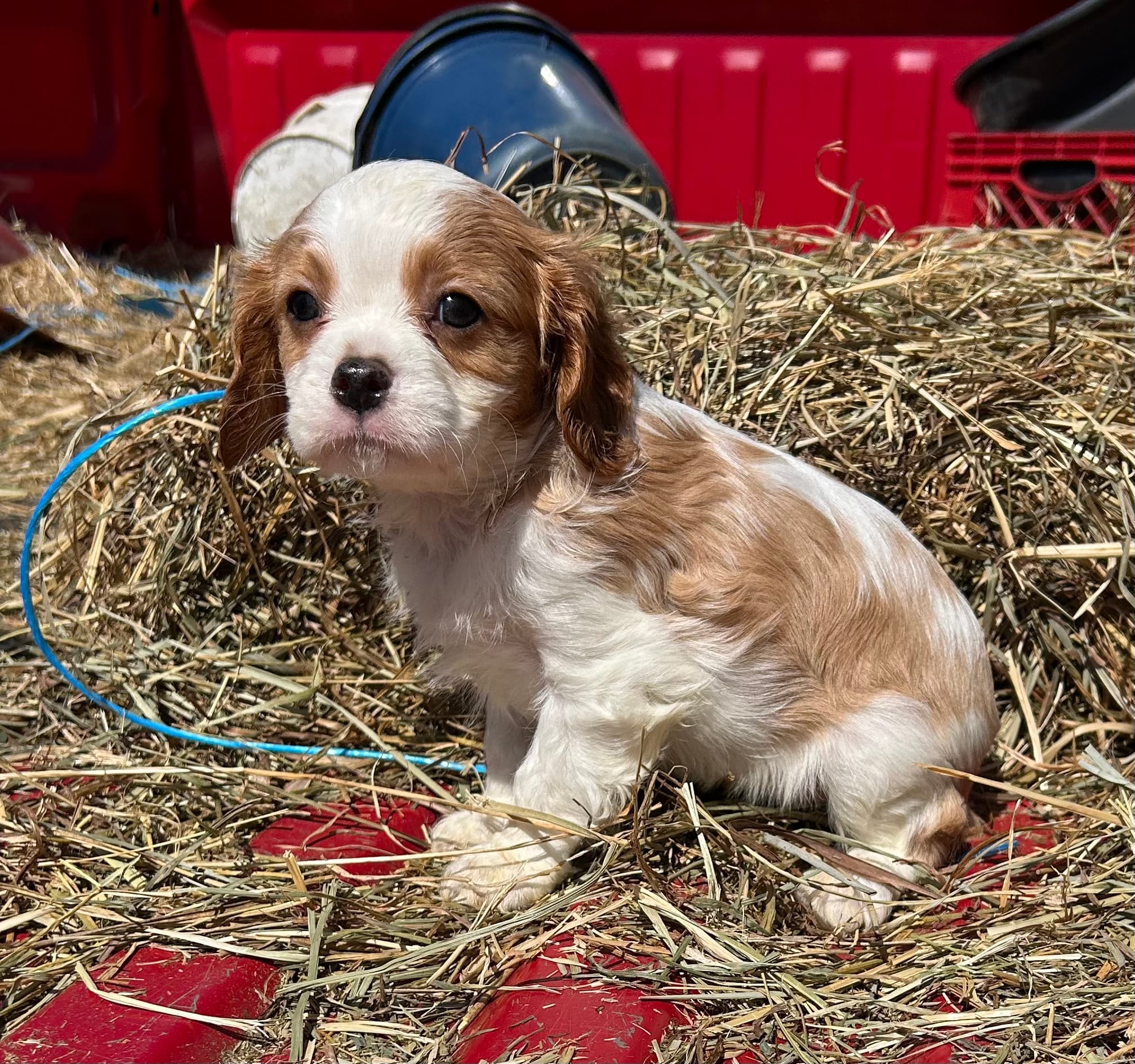Munchkin man – Cavalier King Charles Spaniel puppy for sale in Millville, NJ