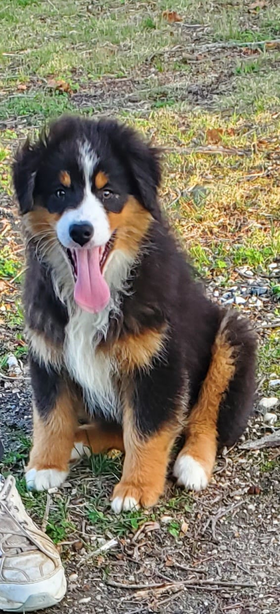 Buck – Australian Shepherd puppy for sale in Millville, NJ