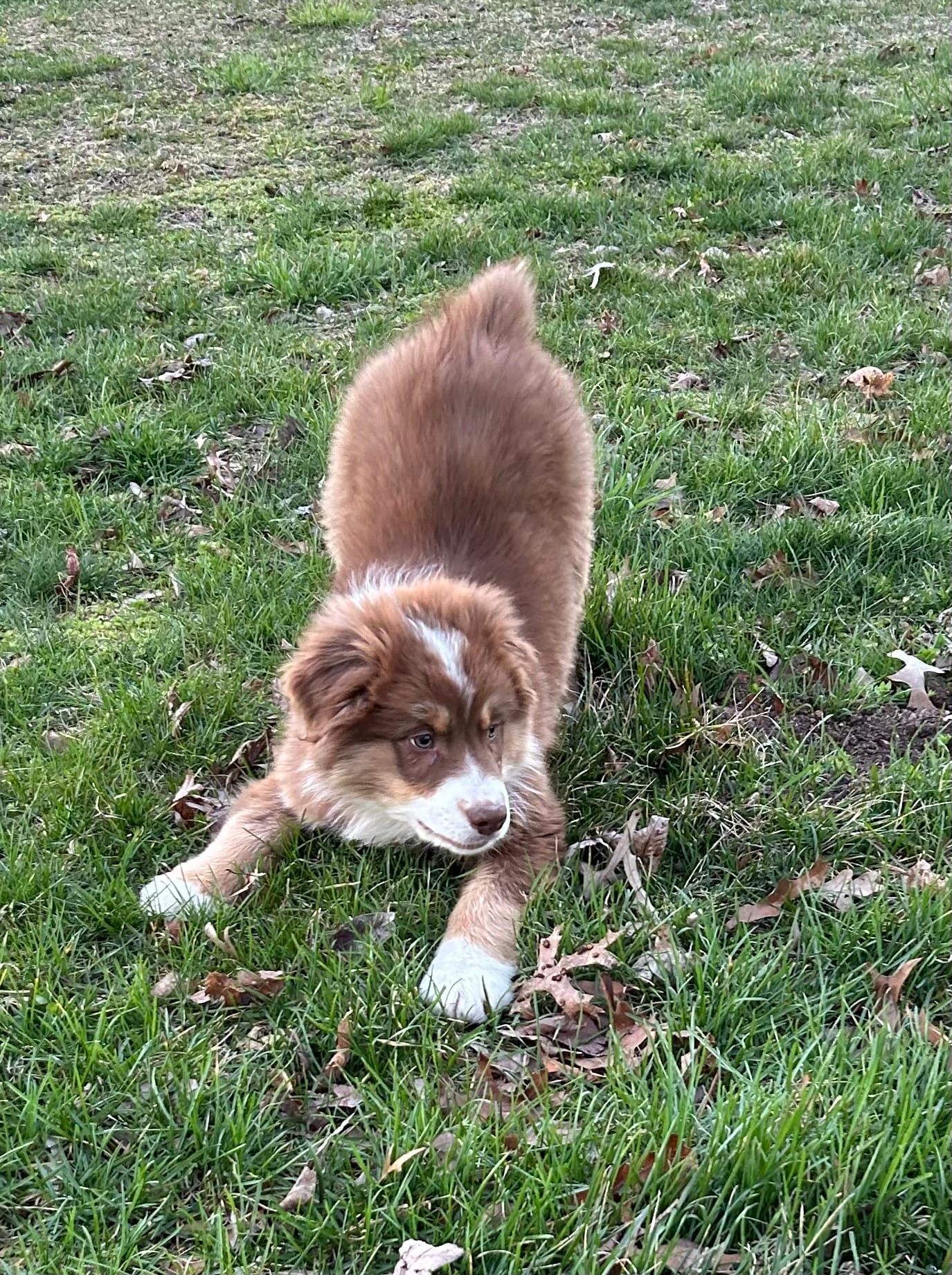 Luke – Australian Shepherd puppy for sale in Millville, NJ