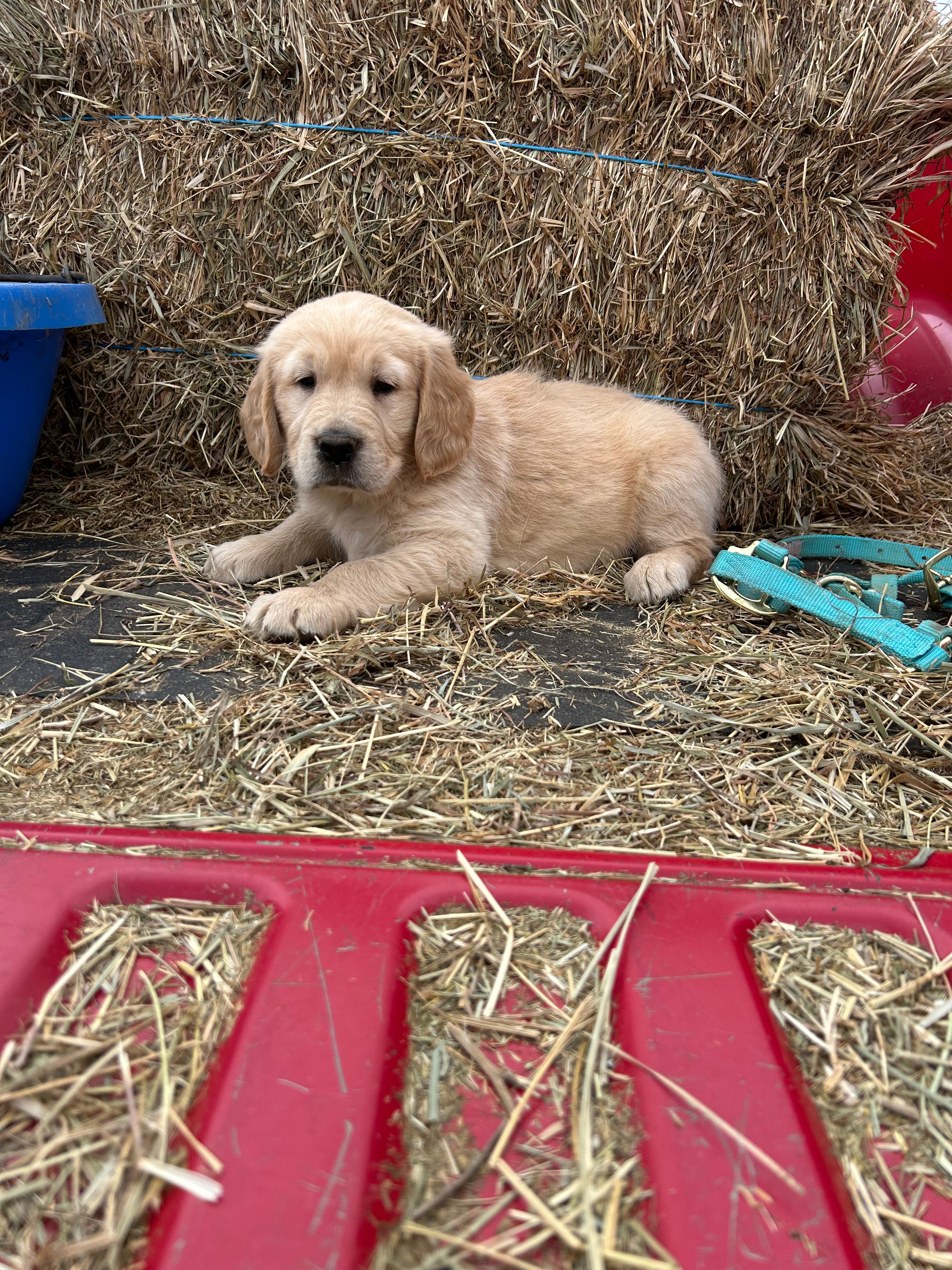   Redd – Golden Retriever puppy for sale in Millville, NJ