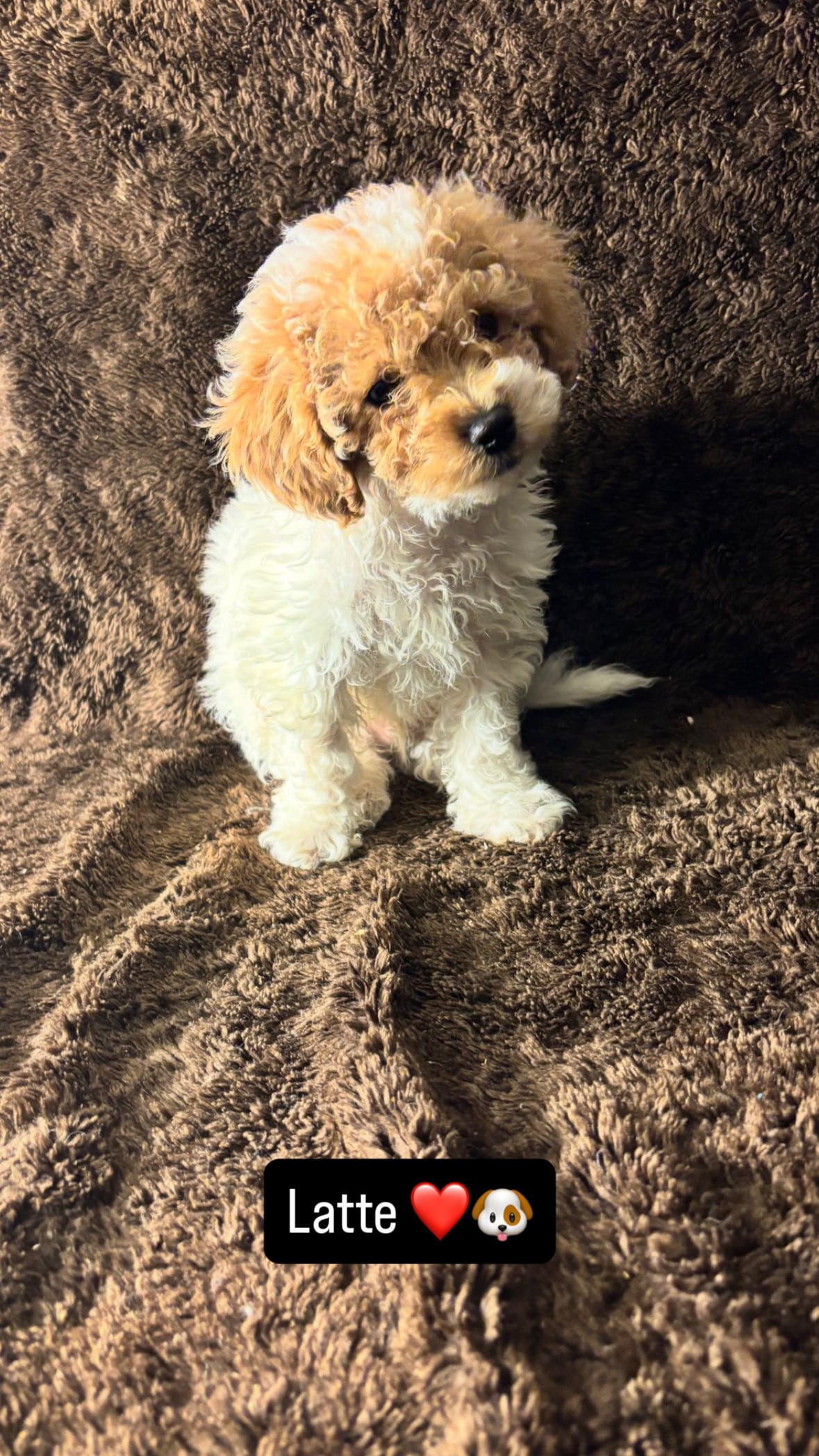 Latte – Poodle - Toy  puppy for sale in Manassas Park, VA