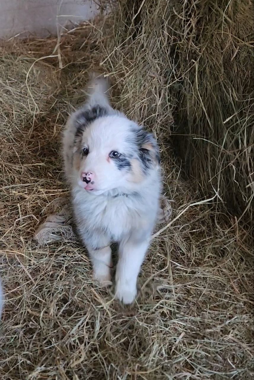 Ruby – Australian Shepherd, Miniature Australian Shepherd puppy for sale in Nora Springs, IA