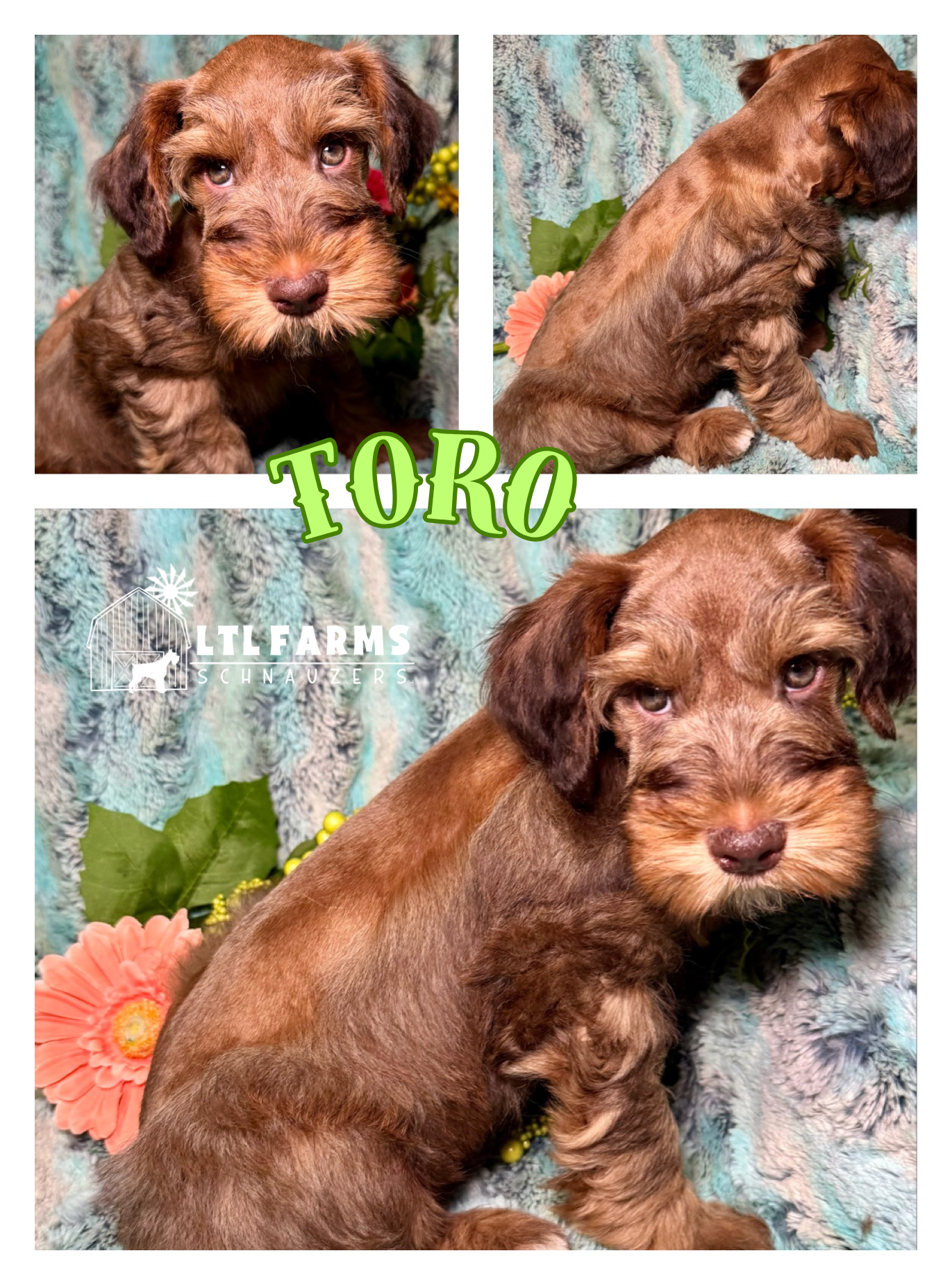 Toro – Miniature Schnauzer puppy for sale in Catoosa, OK