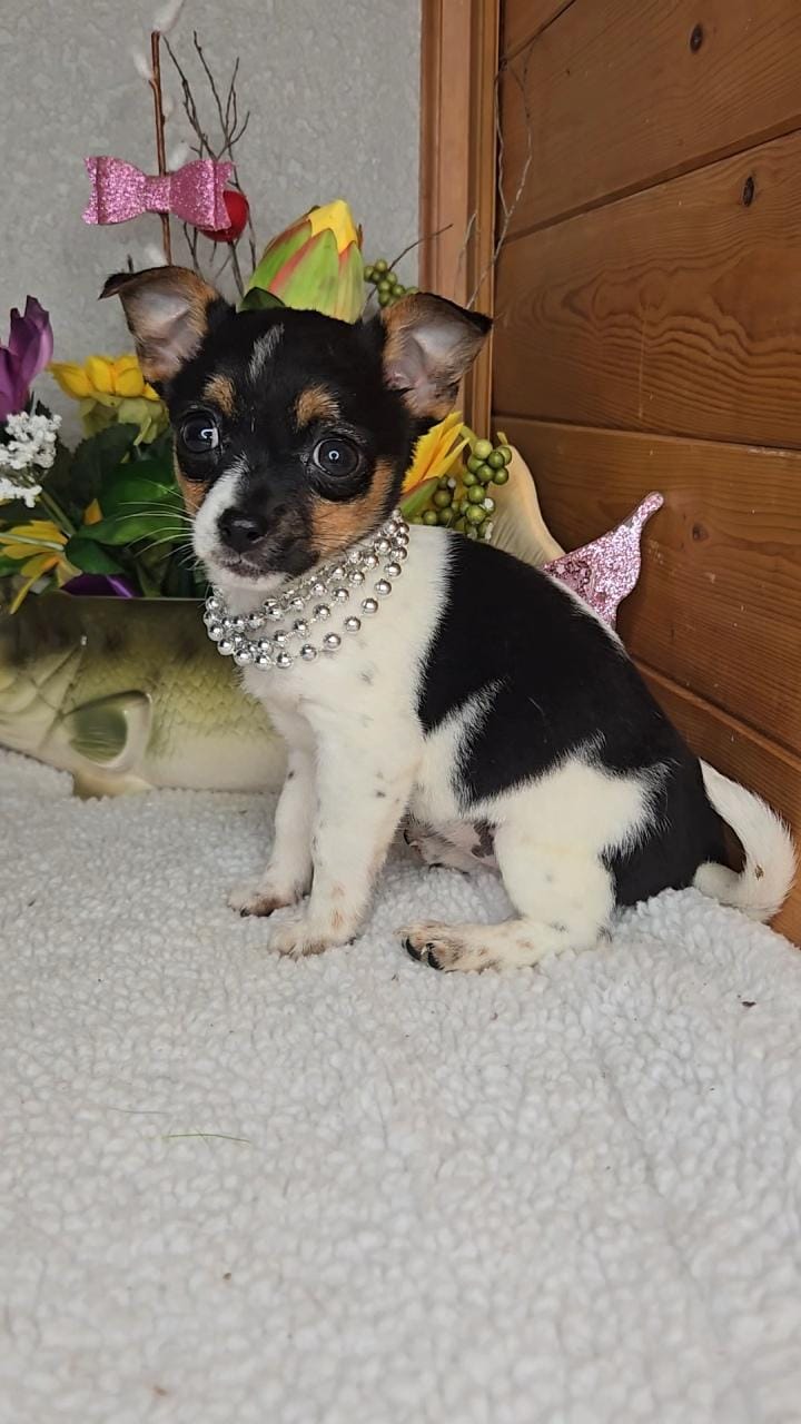 Patches – Rat Terrier, Shihpoo puppy for sale in Newberry, IN
