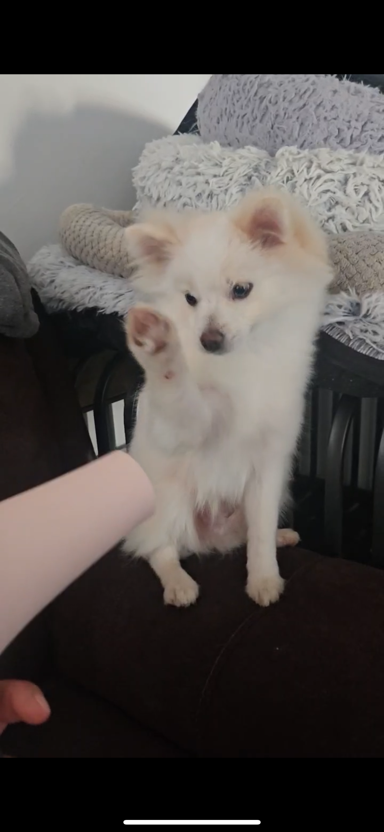 Einstein – Pomeranian puppy for sale in San Bernardino, CA