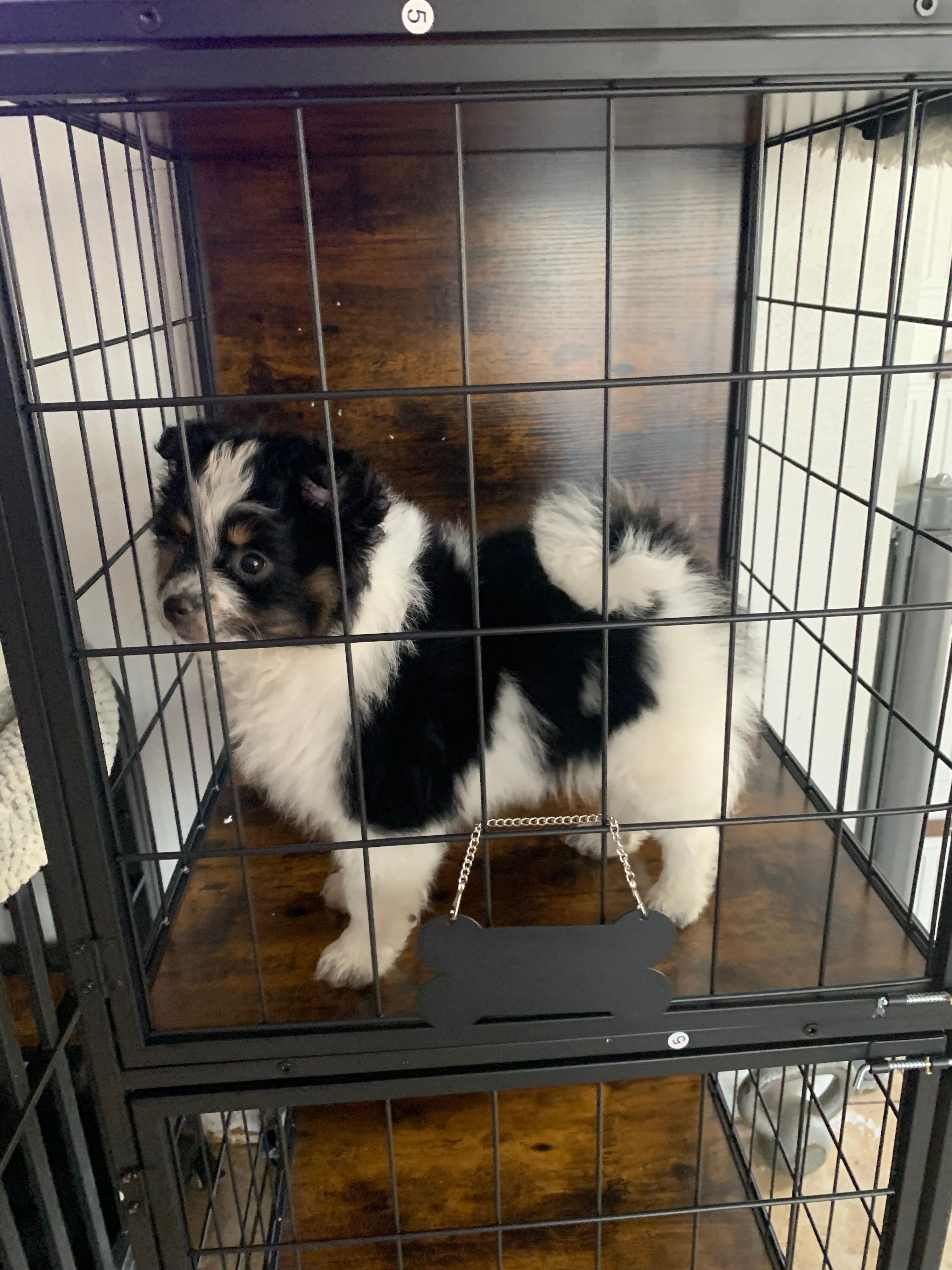 Moo – Pomeranian puppy for sale in San Bernardino, CA