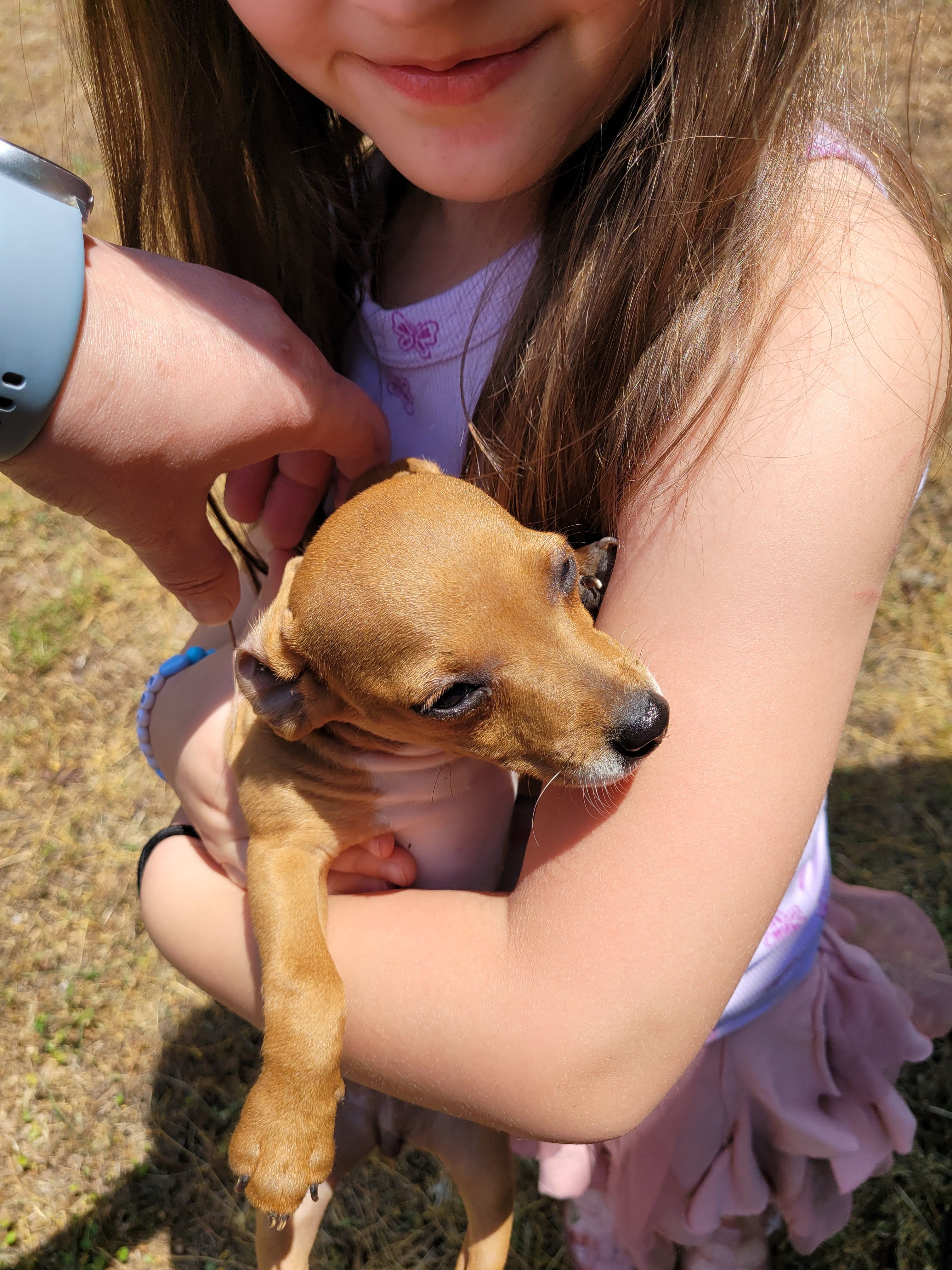 Pup 4 – Chihuahua, Miniature Pinscher puppy for sale in Charlotte, NC